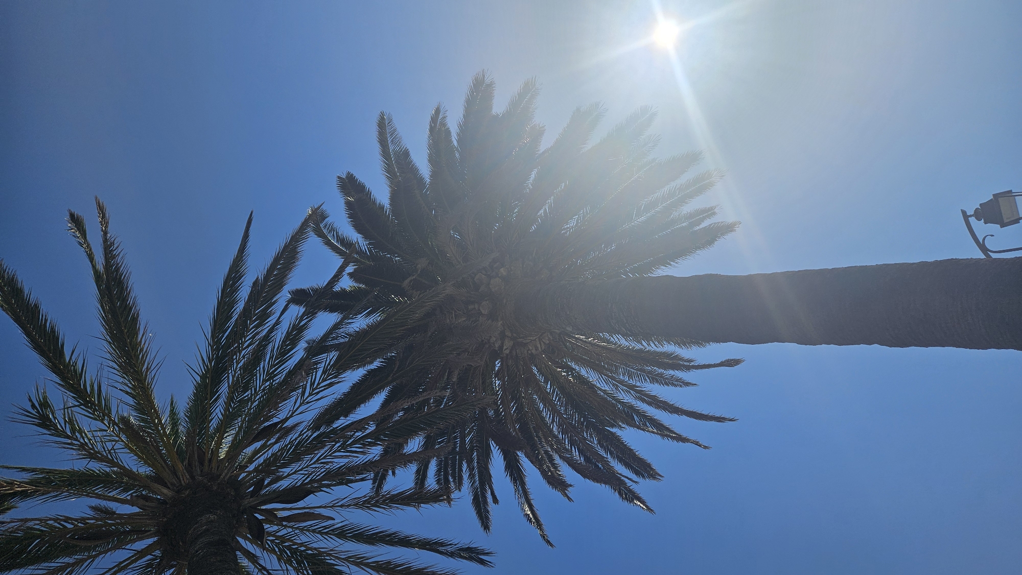 Two palm trees are silhouetted against a clear blue sky. The sun is shining brightly, creating lens flare and obscuring some details of the fronds. One palm tree is more prominent in the foreground, its trunk reaching upwards, while another is partially visible in the upper left corner. A street lamp with an antique design is visible in the lower right corner. The scene appears to be outdoors, possibly in a public space within L'Île-Rousse, France, given the tropical vegetation and the presence of a street lamp.