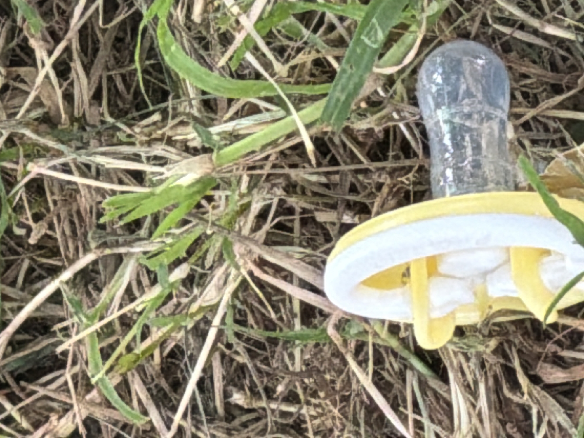 In Razhevo Konare, Bulgaria, a used condom lies discarded in the grass. The condom is partially unrolled, revealing white teeth-like protrusions from its interior. The scene is set against a backdrop of dry grass and some green foliage.