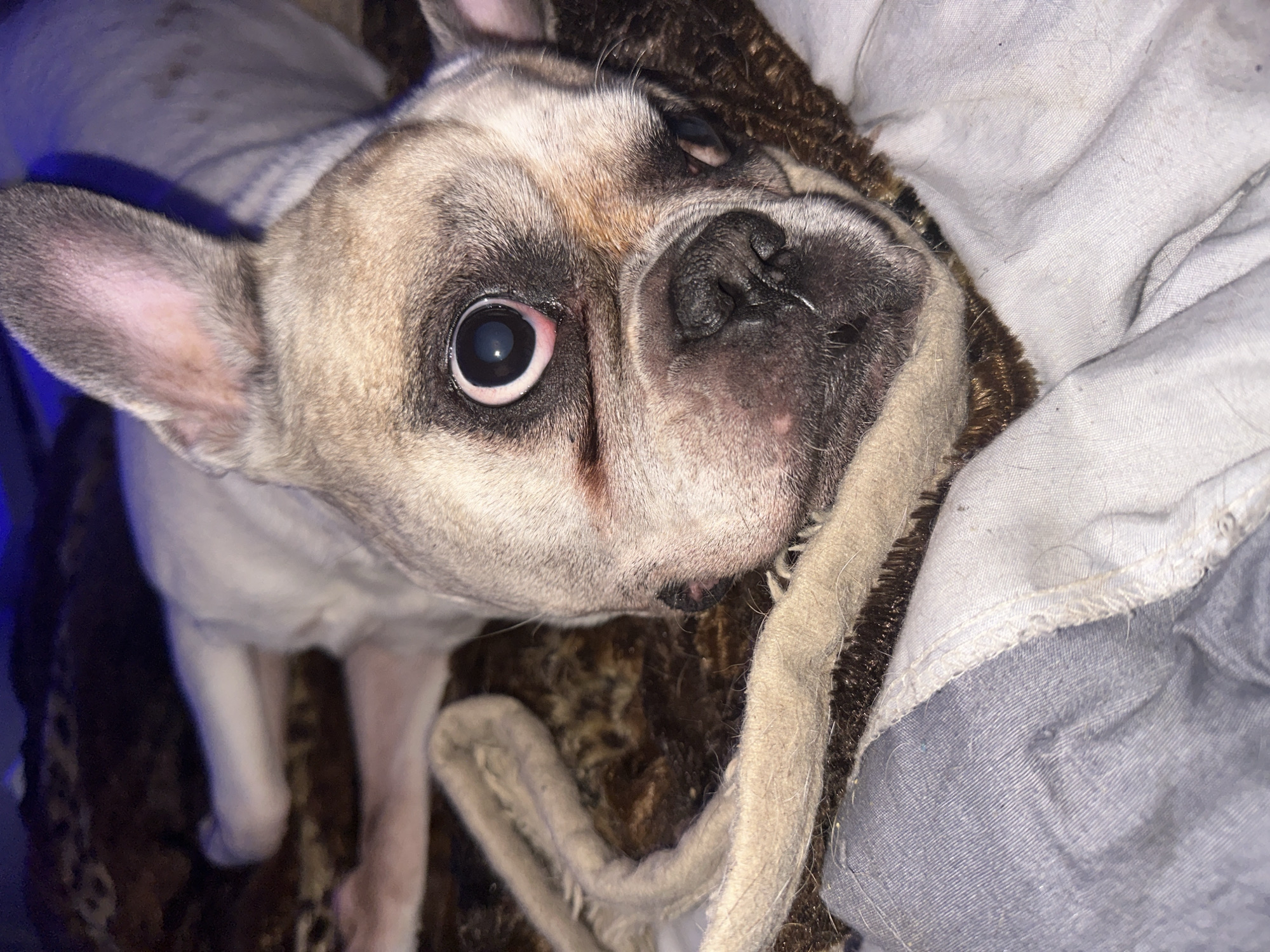 A close-up, overhead shot shows a light-colored French Bulldog lying on its back on a patterned, fuzzy blanket. The dog's head is tilted to the left, and its eyes are open and wide. The dog's left eye, which is closer to the camera, is dark with a bright reflection in the pupil. The right eye is partially obscured by the dog's snout. The dog's nose is black and appears moist. Its mouth is slightly open, revealing a small part of its tongue. The dog is wearing a light-colored garment. The background is dark and out of focus, with hints of blue light. The overall impression is of a pet resting comfortably. The image does not provide any information about its location in Moscow, Russia.