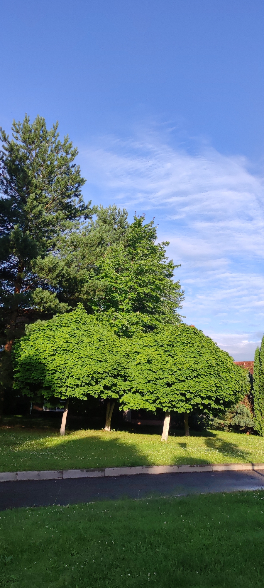 The image shows a bright, sunny day in a park-like setting with a clear blue sky and scattered white clouds. In the foreground, a paved pathway runs horizontally across the image, bordered by a strip of grass with small white flowers. Beyond the pathway, a well-maintained lawn is dotted with more small white flowers.
Several trees are the prominent subjects. On the left, a tall pine tree with dense, dark green needles dominates the upper left quadrant. To its right, a lighter green deciduous tree with a full canopy stands behind it. In the mid-ground, three shapely, dome-shaped deciduous trees with bright green leaves are positioned in a row. Their trunks are light-colored and slender. Further to the right, a dark green, conical evergreen tree is visible. In the background, glimpses of buildings with red tile roofs can be seen through the trees.
The scene appears to be a public green space, possibly a park or the grounds of a residential complex in Rosinka, Russia. There are no people visible in the image. The lighting suggests it is either morning or late afternoon, with long shadows cast across the lawn.
