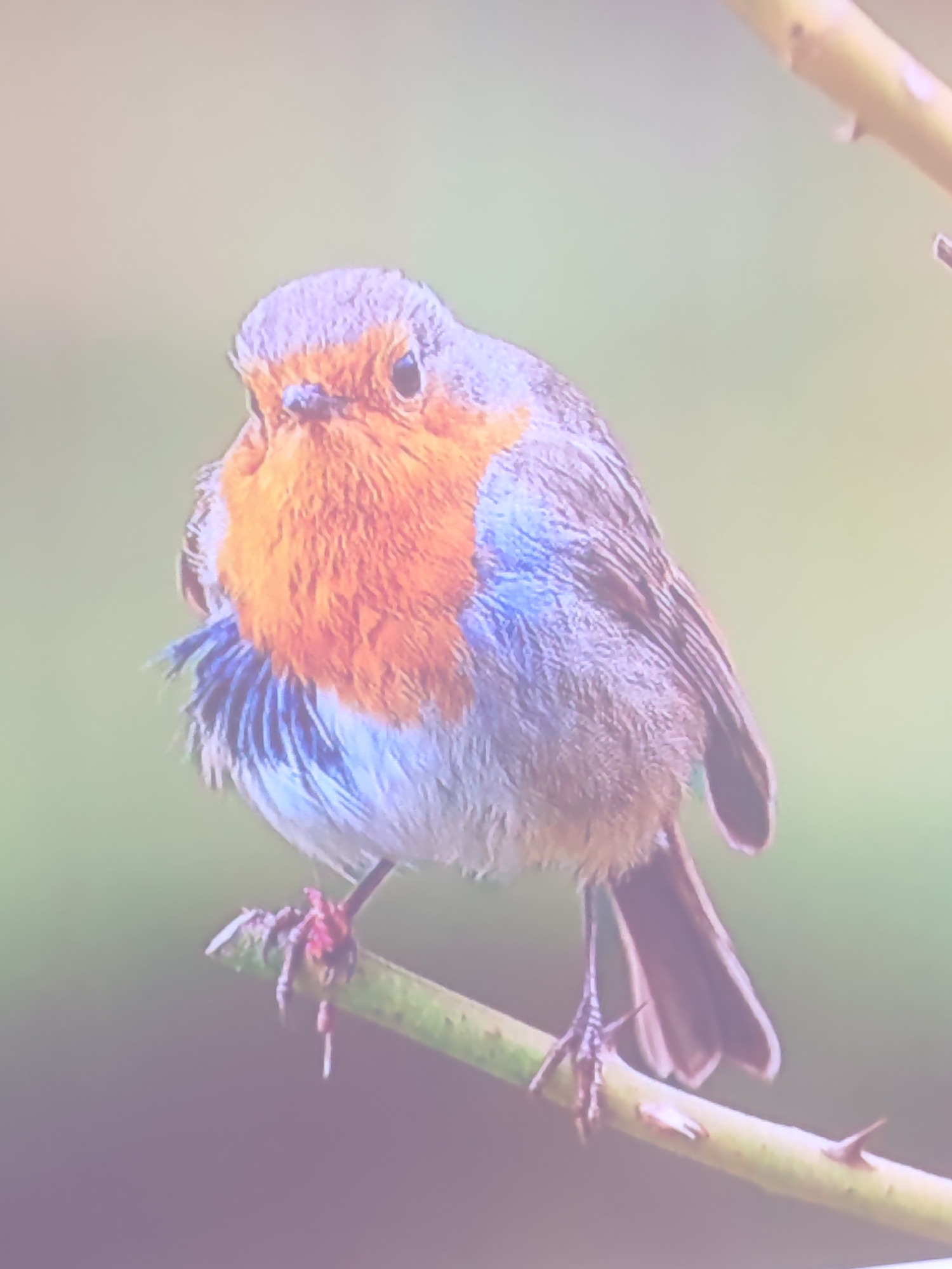 A European robin is perched on a thorny branch against a blurred, pale green background. The bird has a distinctive bright orange breast and face, with a greyish-blue back and wings. Its feet are grasping the branch, which appears to be a rose stem, indicated by the presence of small thorns. The lighting suggests it is daytime, possibly with soft, diffused light. The overall impression is a close-up portrait of the bird in its natural habitat, with no discernible urban elements or specific location identifiable within the frame.