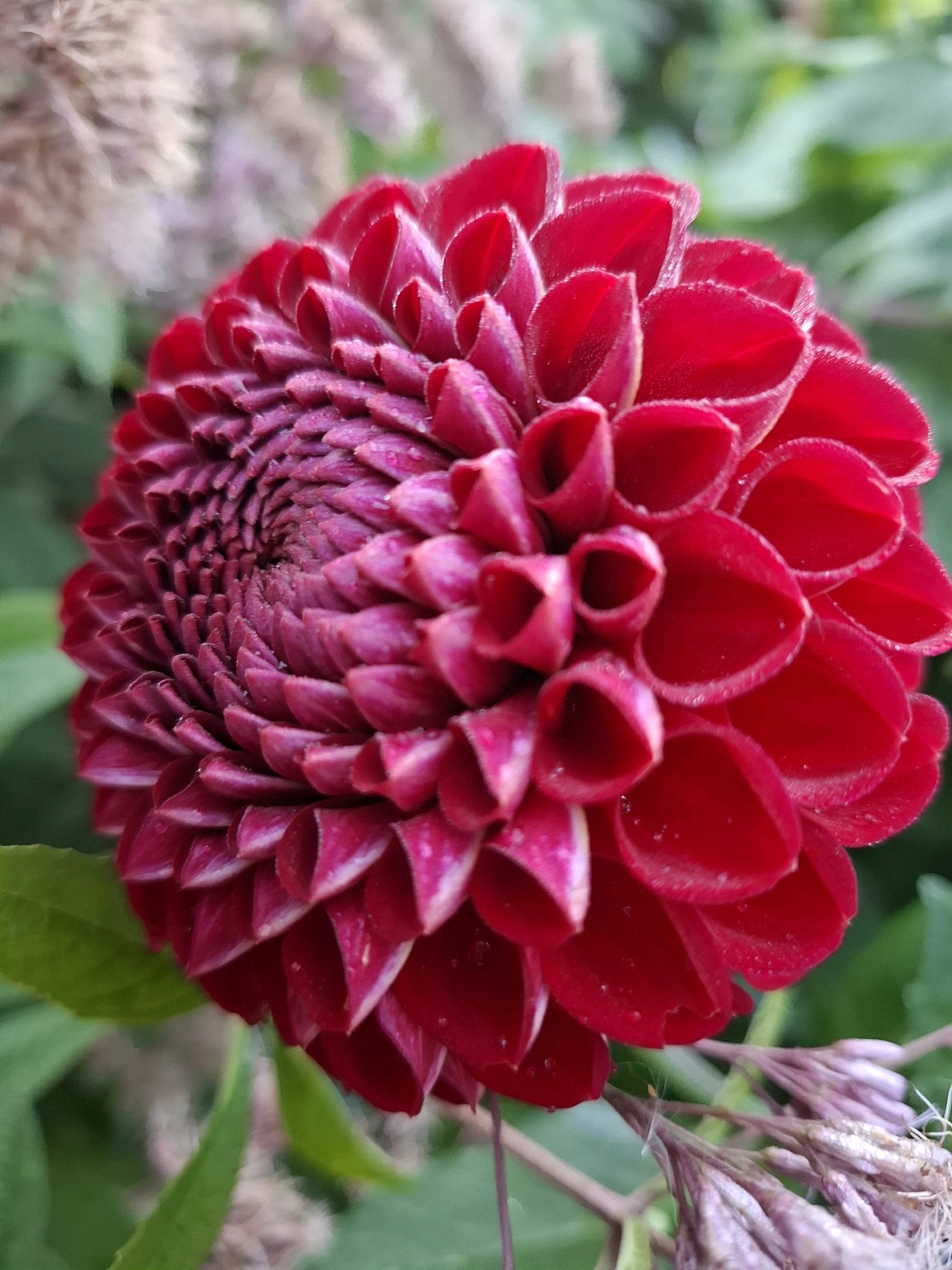 A close-up, vertical, eye-level shot captures a vibrant red dahlia flower in bloom. The dahlia is the primary subject, its intricate, spiraling petals forming a dense, textured sphere. The petals are a deep crimson red, with some showing a lighter pink or white edge, and a velvety texture. Tiny water droplets are visible on some of the petals, suggesting recent rain or dew. The background is softly blurred, with hints of green foliage and dried, pale pinkish-brown flower buds. The overall lighting is natural, highlighting the rich color and delicate details of the flower. The scene appears to be a garden or park setting. There is no indication of the specific location within the city of Tyumen, Russia. There are no people or actions depicted in the image.