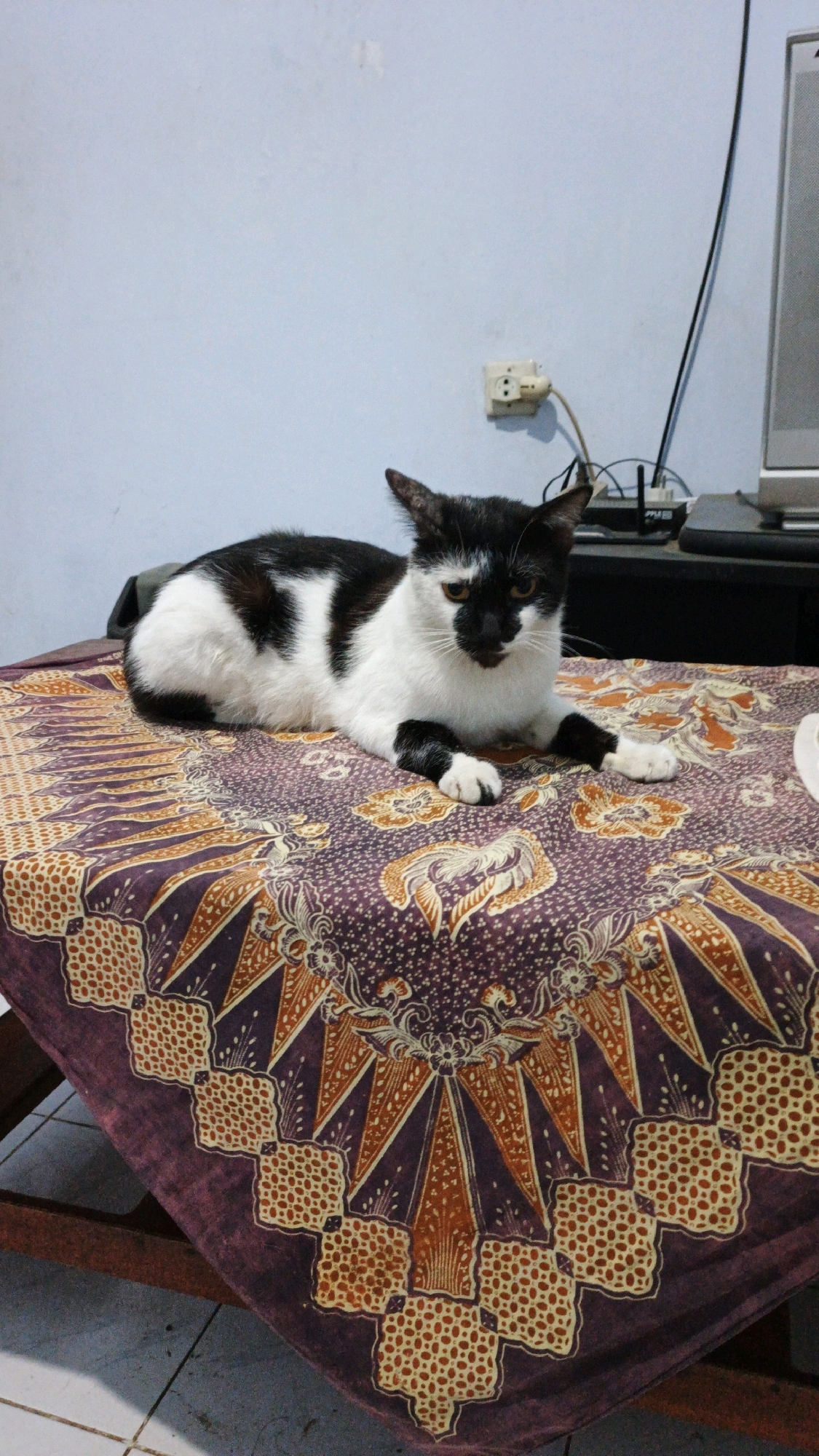 A black and white cat is lying on a table covered with a batik cloth. The cat is positioned in the center of the image, facing the viewer with its paws tucked underneath its body. The batik cloth has a complex pattern of geometric shapes and floral motifs in shades of purple, orange, and cream. In the background, a light blue wall is visible, with a white electrical outlet and a black cable extending upwards. To the right, a portion of a grey electronic device, possibly a monitor, is visible. The scene appears to be indoors, with the lighting suggesting it could be daytime or an artificially lit room. The image was taken in Campurdarat, Indonesia.