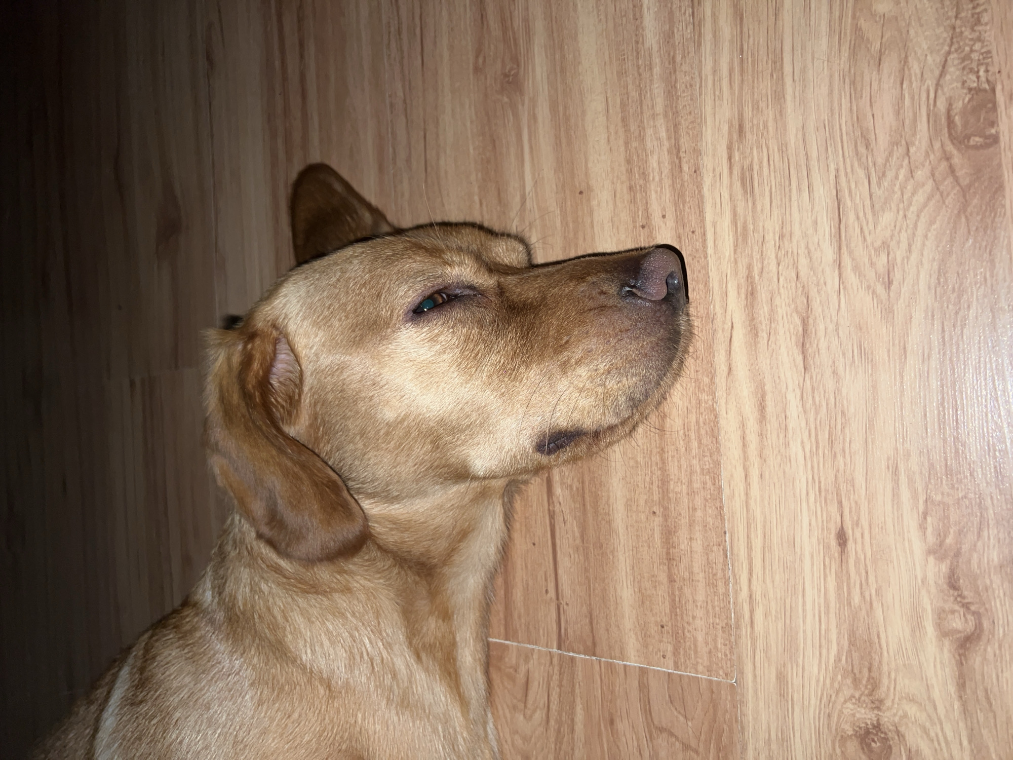 A medium-sized, light brown dog is lying on its side on a wooden floor. The dog's head is turned slightly upward and to the right of the frame. Its right ear is folded down, while its left ear is partially erect. The dog's eyes are partially closed, giving it a sleepy or relaxed expression. The wooden floor appears to be laminate, with a light brown color and a wood grain pattern. There are no other visible objects or people in the frame. No information indicates this image was taken in Chaikovsky, Russia.