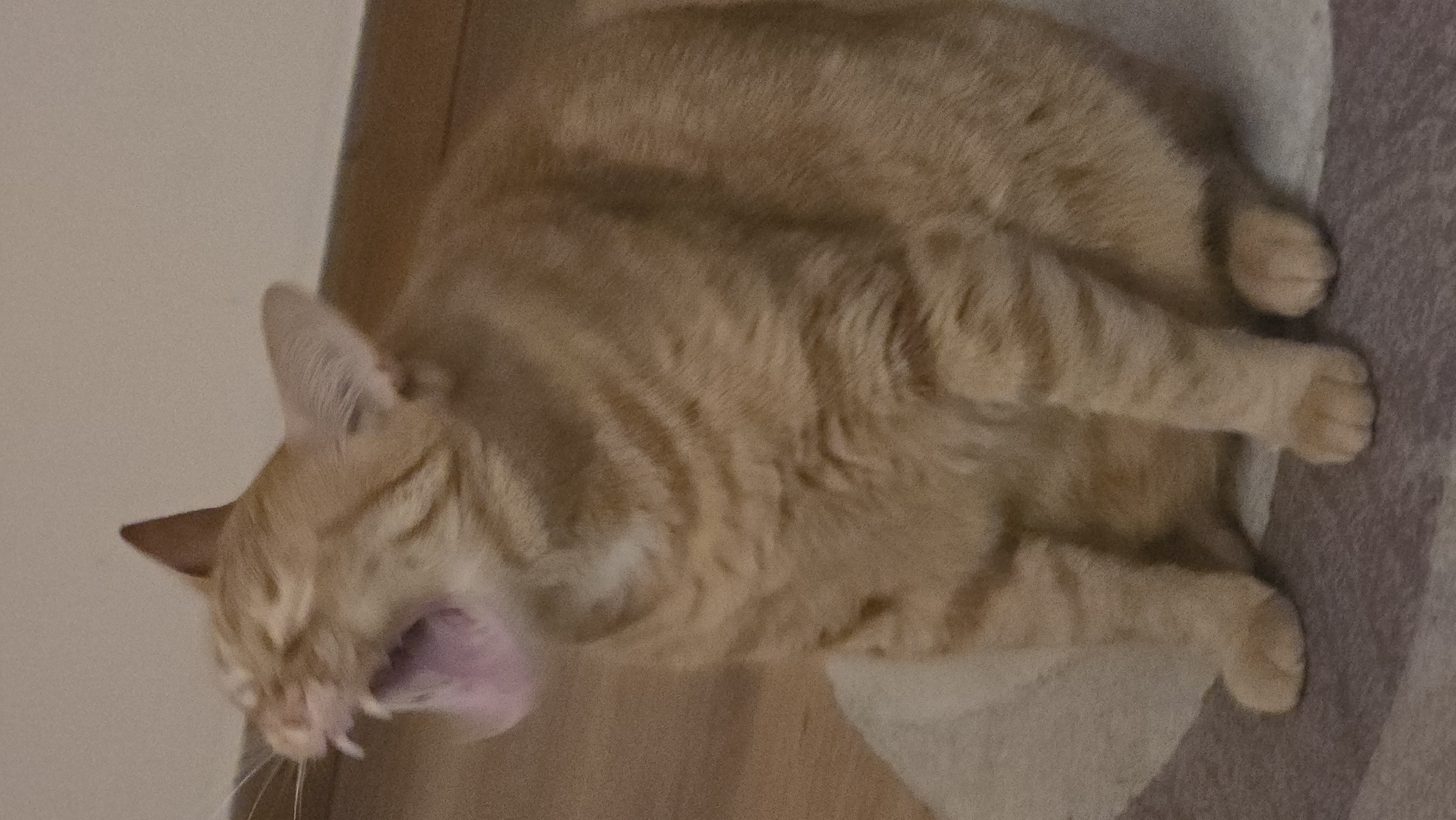 An orange tabby cat is captured mid-yawn, its mouth wide open revealing a pink tongue and sharp teeth. The cat is sitting on a patterned rug indoors, with a wooden floor and a light-colored wall visible in the background. The lighting suggests an indoor environment, possibly in the evening. The cat's body is mostly visible, and its posture indicates it is relaxed despite the open mouth.