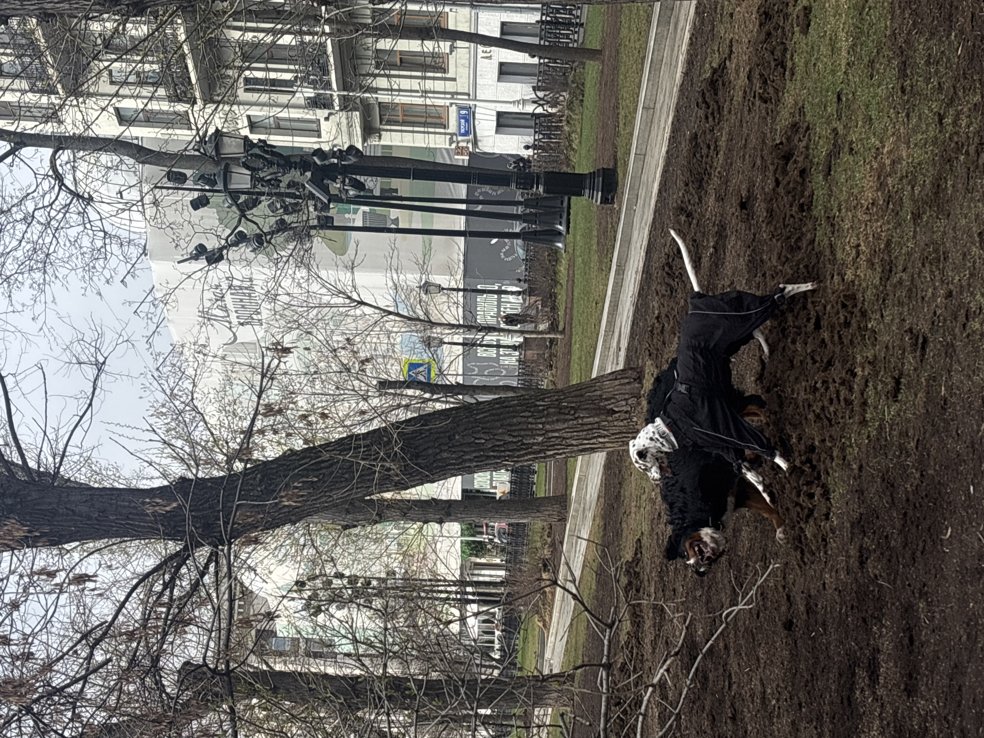 The image depicts a park scene in Moscow, Russia. A Bernese Mountain Dog wearing a black dog coat is walking on a patch of dirt and grass. Behind the dog is a paved walkway and a row of trees. Beyond the trees are buildings, including one with a sign that reads "Тверской 19". Street lamps are visible in the background. Bare tree branches fill the lower left of the frame.