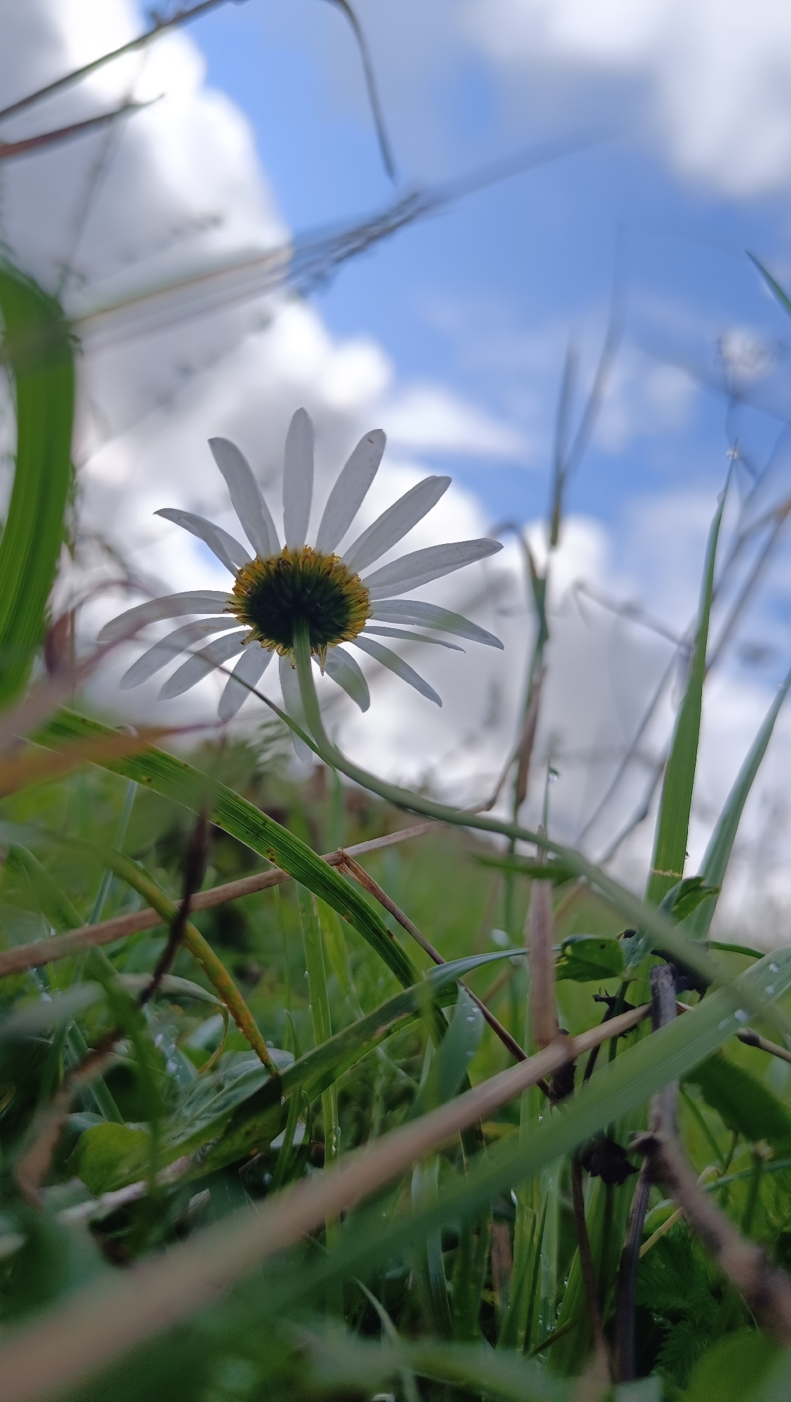 This image is a low-angle, close-up shot of a white daisy with a yellow center, seen from behind. The daisy is surrounded by green grass and blades of grass are in the foreground, some of which are out of focus. The background is a blue sky with white, fluffy clouds. The image appears to have been taken outdoors, likely in a natural setting such as a field or garden. There are no people or animals visible in the image. The lighting suggests it may be daytime, possibly overcast or with the sun partially obscured. There is no information in the image to suggest a specific location in Karsha, Russia.