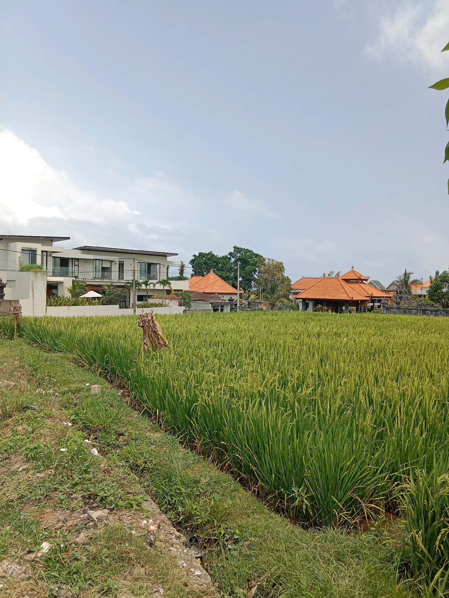 In Mengwi, Indonesia, a bright, overcast sky looms over a lush green rice paddy. The field, filled with tall rice stalks, dominates the foreground and mid-ground of the image. To the left, a modern villa with white walls, dark-framed windows, and a flat roof stands behind a low white wall. An umbrella is visible in the villa's courtyard. Further to the right, traditional Balinese buildings with orange tiled roofs are scattered amidst greenery. Two rustic scarecrows, made of straw and wood, are positioned within the rice field. The foreground shows a dirt path with sparse grass and some debris.