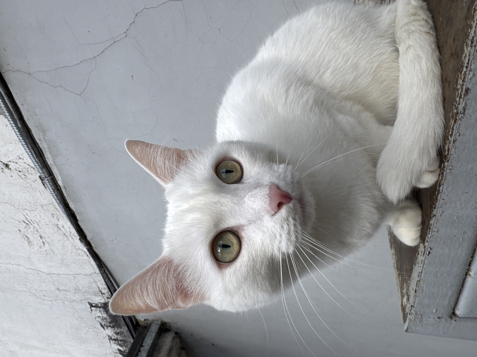 A white cat with light green eyes and a pink nose is positioned near the top right corner of the image, looking down at the viewer. It appears to be sitting or perched on a ledge. The background consists of a grey ceiling with cracks and a metal structure on the left and right edges of the frame. The location cannot be verified.