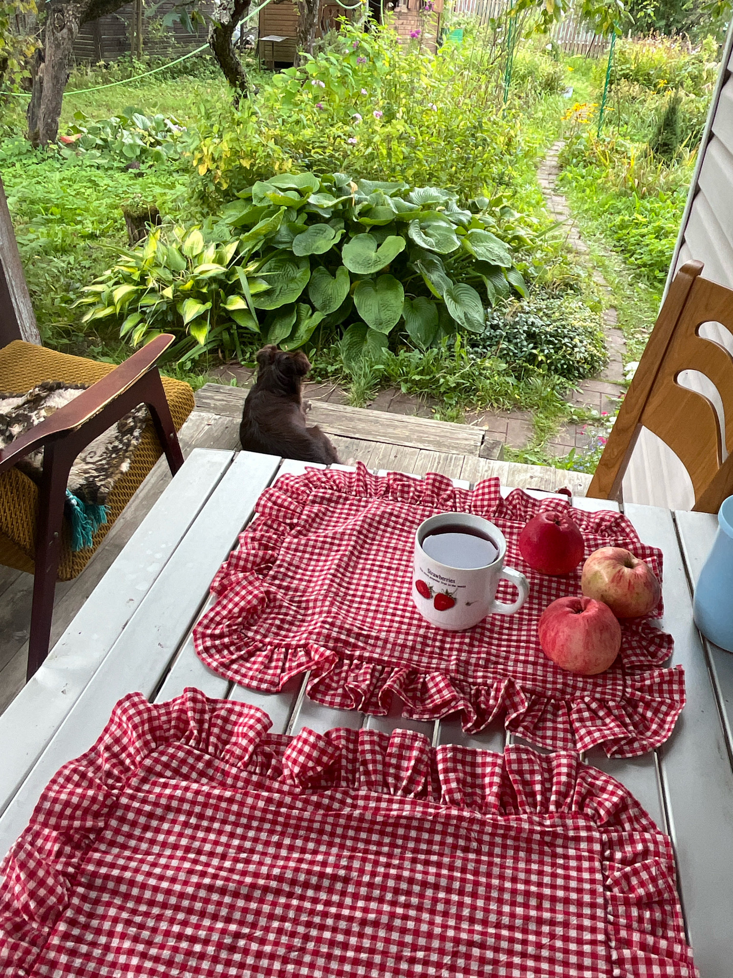 A dark brown dog sits on a wooden deck, facing away from the camera, looking out at a lush green garden. On a white wooden table in front of the dog, a white mug with a strawberry design is filled with a dark beverage. Three apples are placed on a red and white checkered placemat with ruffled edges, which also covers a portion of the table. Another similar placemat is partially visible at the bottom of the frame. In the background, the garden is dense with foliage, featuring large green hosta leaves and a winding brick pathway. A wooden chair with a patterned throw is to the left of the table. The overall scene suggests a tranquil moment outdoors in a garden setting. The location is identified as Красная Пресня Снт, Russia.