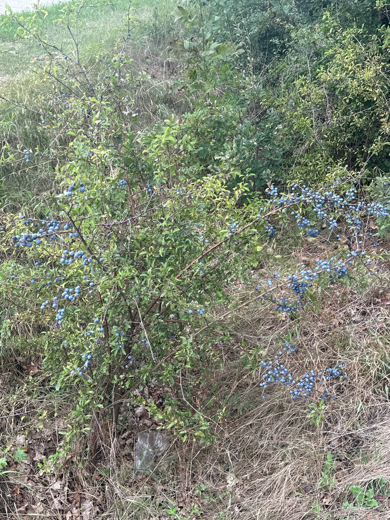 The image shows a close-up of a thorny bush covered in small, dark blue berries, likely sloe berries, growing in a dense, overgrown natural area. The bush is surrounded by dry grass, leaves, and other green foliage, suggesting an uncultivated or wild setting. The berries are clustered on the branches of the bush, and some have fallen to the ground. The overall scene is one of nature reclaiming an area, with the berries representing a natural harvest. There are no people or man-made structures visible in the image.