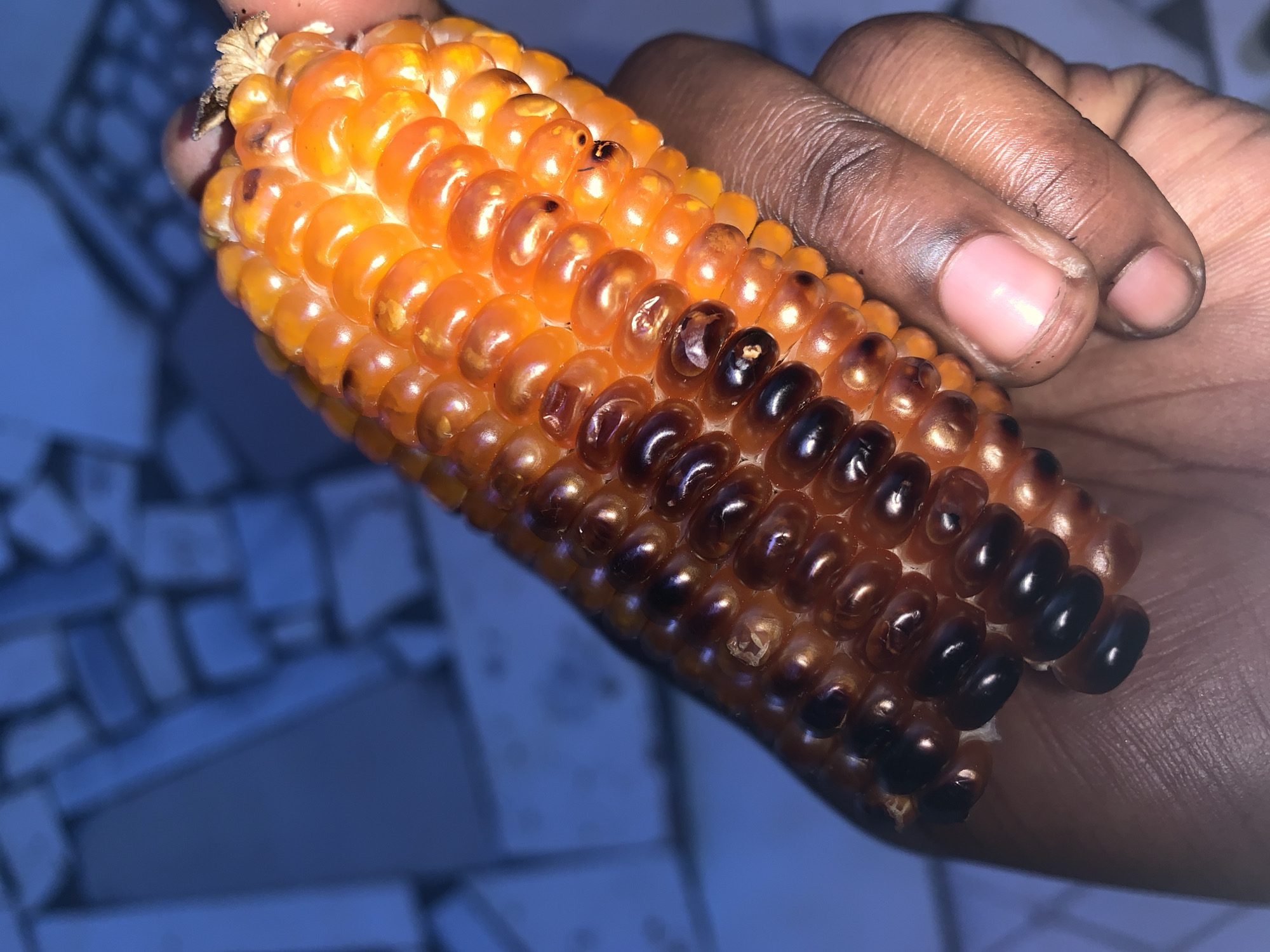 A close-up shot depicts a hand holding an ear of corn. The top portion of the corn is orange, transitioning to dark brown and black towards the bottom. The corn kernels appear glossy. The person's hand has dark skin. The background is blurred and depicts a blue tiled surface. The image does not provide information to definitively confirm the location as Jos, Nigeria.