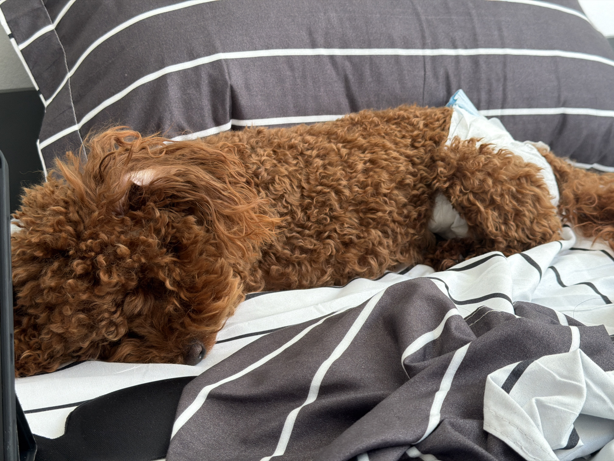 A small, reddish-brown curly-haired dog, resembling a poodle or poodle mix, is captured resting peacefully on a bed or sofa. The dog lies in profile, with its head gently down, appearing to be asleep or deeply relaxed. Its thick, tightly curled fur has a warm, reddish-brown hue. Around its hindquarters, the dog is wearing a white disposable diaper, indicating it might be very young, elderly, or managing a health condition.
The dog is nestled against a large pillow featuring dark grey or charcoal and white horizontal stripes. It rests on bedding that also incorporates a striped design; the main sheet area visible has black stripes on a white background, while a section of the duvet or blanket draped over the lower part of the bed shows a pattern of white stripes on a dark charcoal background. A dark, indistinct object, possibly a mobile phone or remote control, is partially visible along the left edge of the frame, near the dog's head.
The scene takes place indoors, suggesting a cozy home environment in Sofia, Bulgaria. The lighting is soft and natural, indicative of daytime. The overall image evokes a sense of calm and domestic tranquility, highlighting the dog's serene state of rest. No visible text is present in the image.