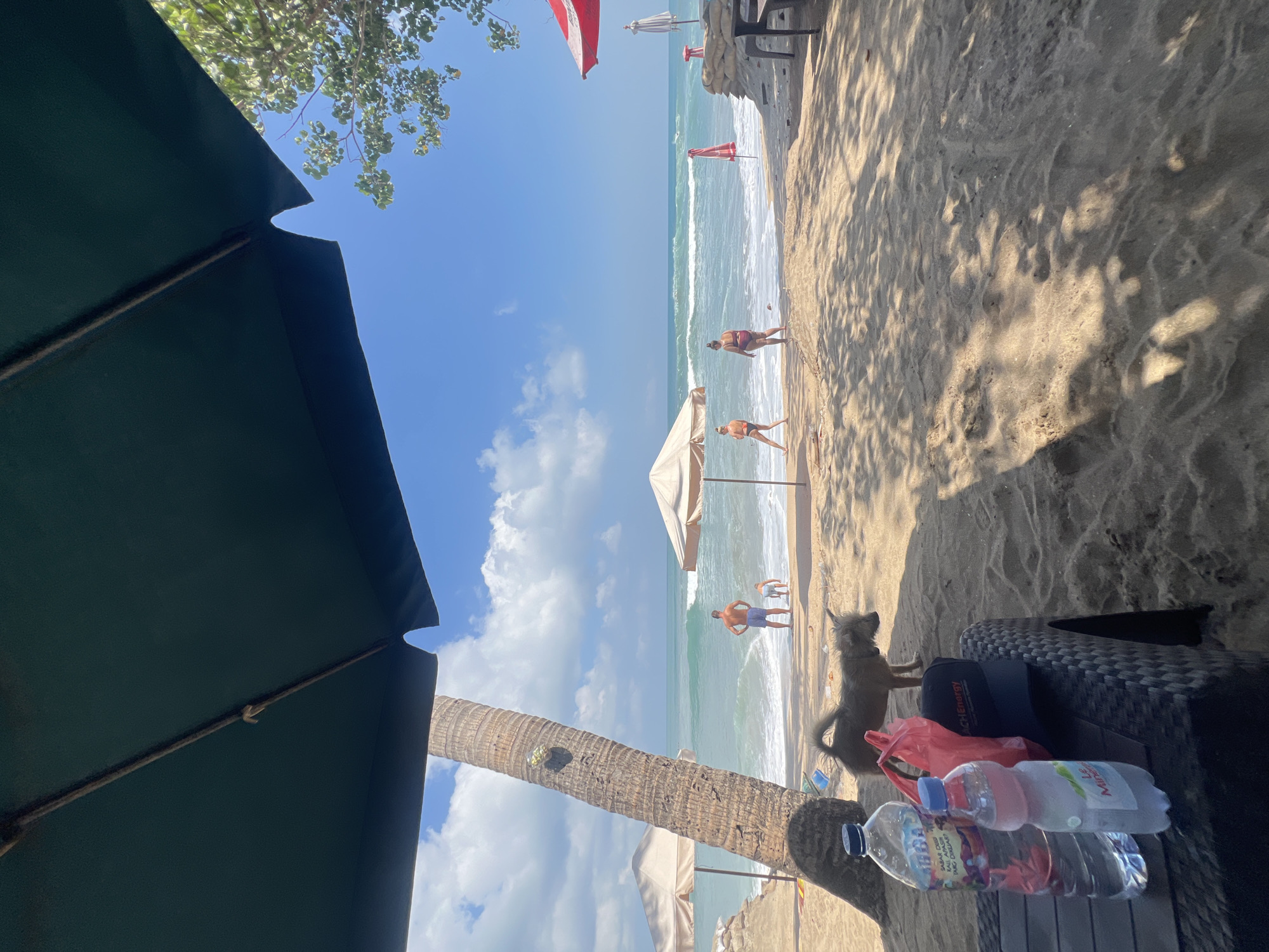 A dog stands on a sandy beach in Kuta, Indonesia, looking toward the ocean. The dog is a small, light brown breed with a fluffy tail. In the foreground, a black plastic table holds two plastic water bottles and a red plastic bag. The beach is lined with palm trees and umbrellas, and the ocean waves are visible in the background. Several people are scattered across the beach, some near the water and others under umbrellas. The sky is blue with scattered white clouds. The scene is illuminated by bright sunlight, casting shadows on the sand.