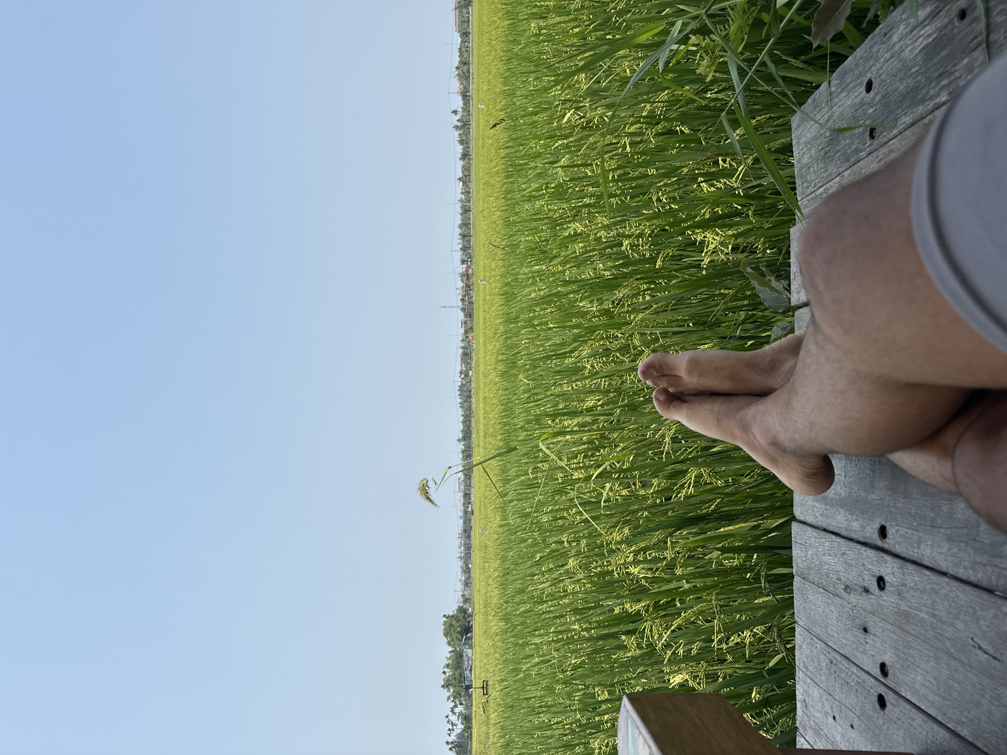A close-up, high-angle, outdoor, and naturally lit photograph depicts a pair of crossed human feet resting on a weathered wooden platform, presumably a deck or raised seating area. Beyond the platform, a vibrant green rice paddy stretches out towards the horizon, occupying a significant portion of the frame. The clear, light-blue sky fills the remaining space. In the distance, trees and buildings are visible along the horizon line. Based on the location, this is likely in the city of Đà Nẵng, Vietnam. The person is relaxing on a platform overlooking a rice paddy.