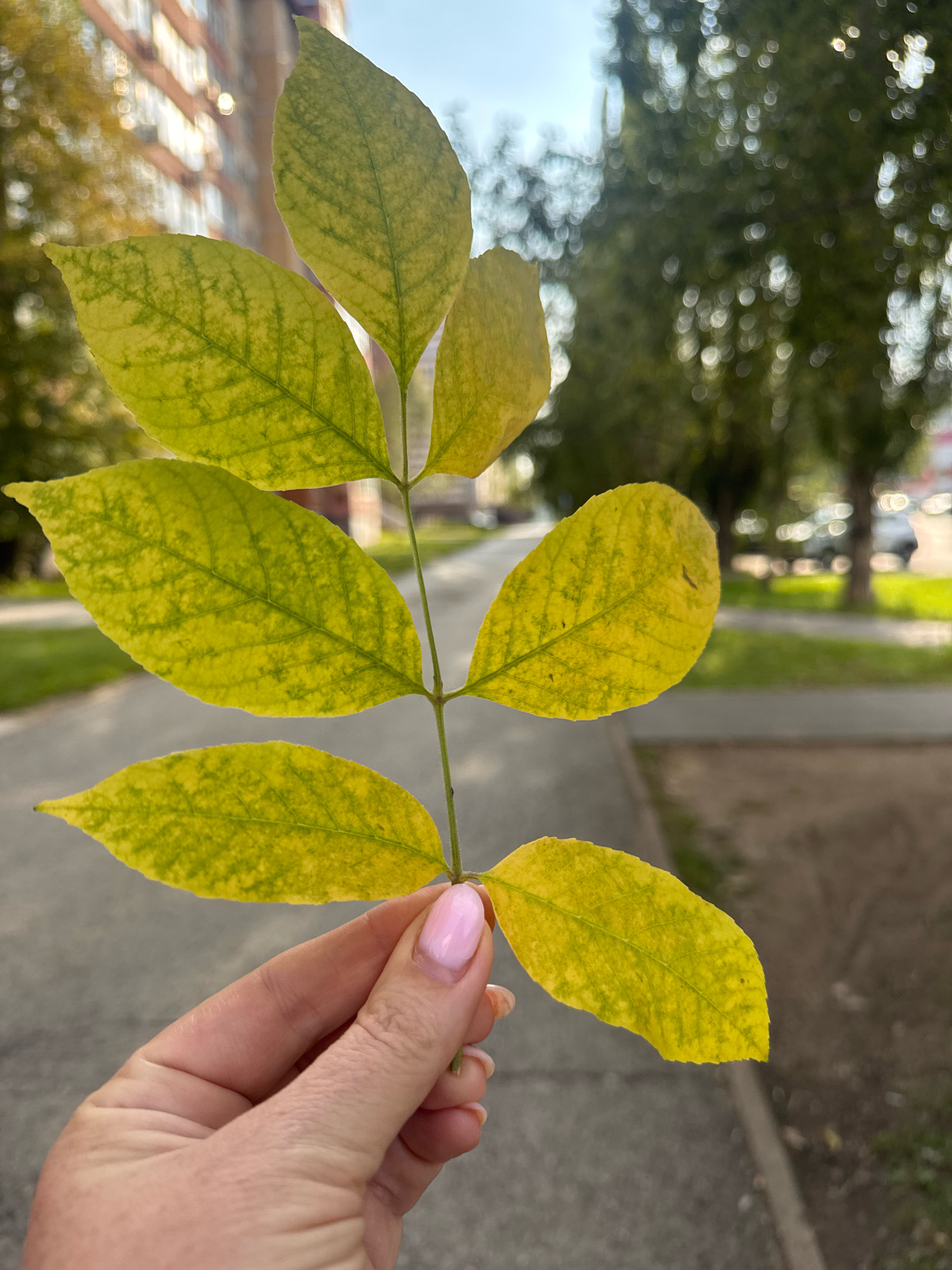 A close-up, vertically oriented, outdoor photograph shows a person's hand with light skin and light pink nail polish holding a stem with seven yellow-green leaves. The leaves are ovate with serrated edges and prominent veins. The background is blurred, showing a paved walkway, a grassy area, and trees with bokeh lights, suggesting a park or residential area in Ufa, Russia. A building with windows and balconies is visible in the upper left corner. The lighting is natural, with sunlight glinting off the building and leaves. The image captures a moment of collecting autumn foliage.