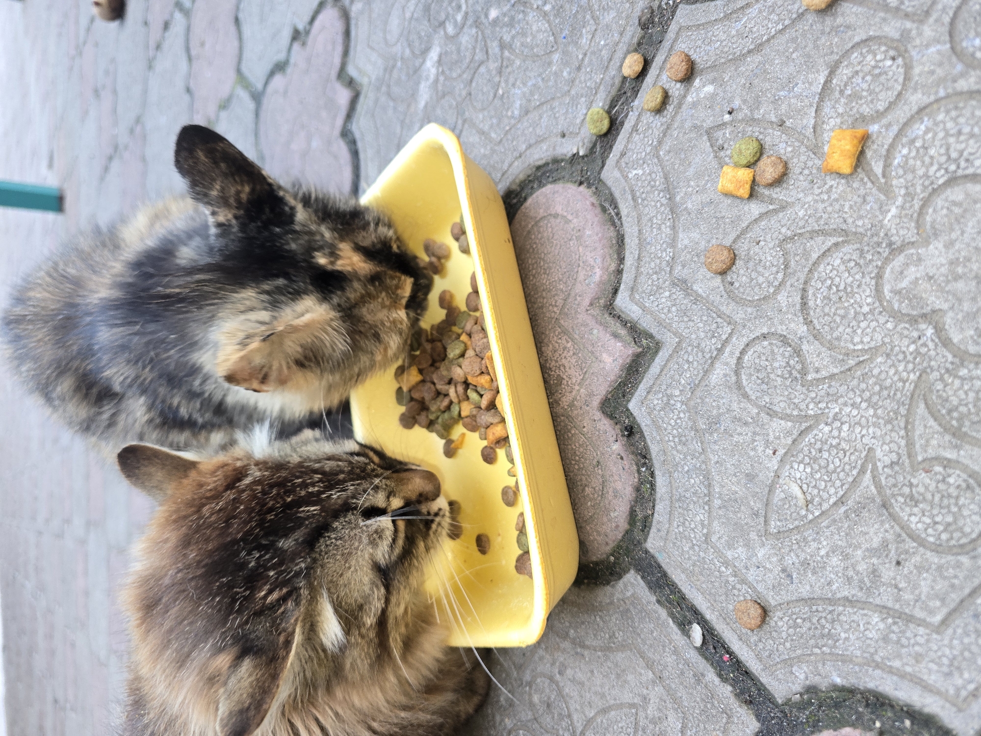 Two cats are eating dry cat food from a yellow tray on a paved outdoor surface. One cat is a tabby with brown and black fur, and the other is a calico with black, brown, and orange patches. The ground is made of decorative concrete pavers. Scattered around the tray are additional pieces of dry cat food. The scene appears to be in a courtyard or sidewalk area in the city of Nova Kakhovka, Ukraine.