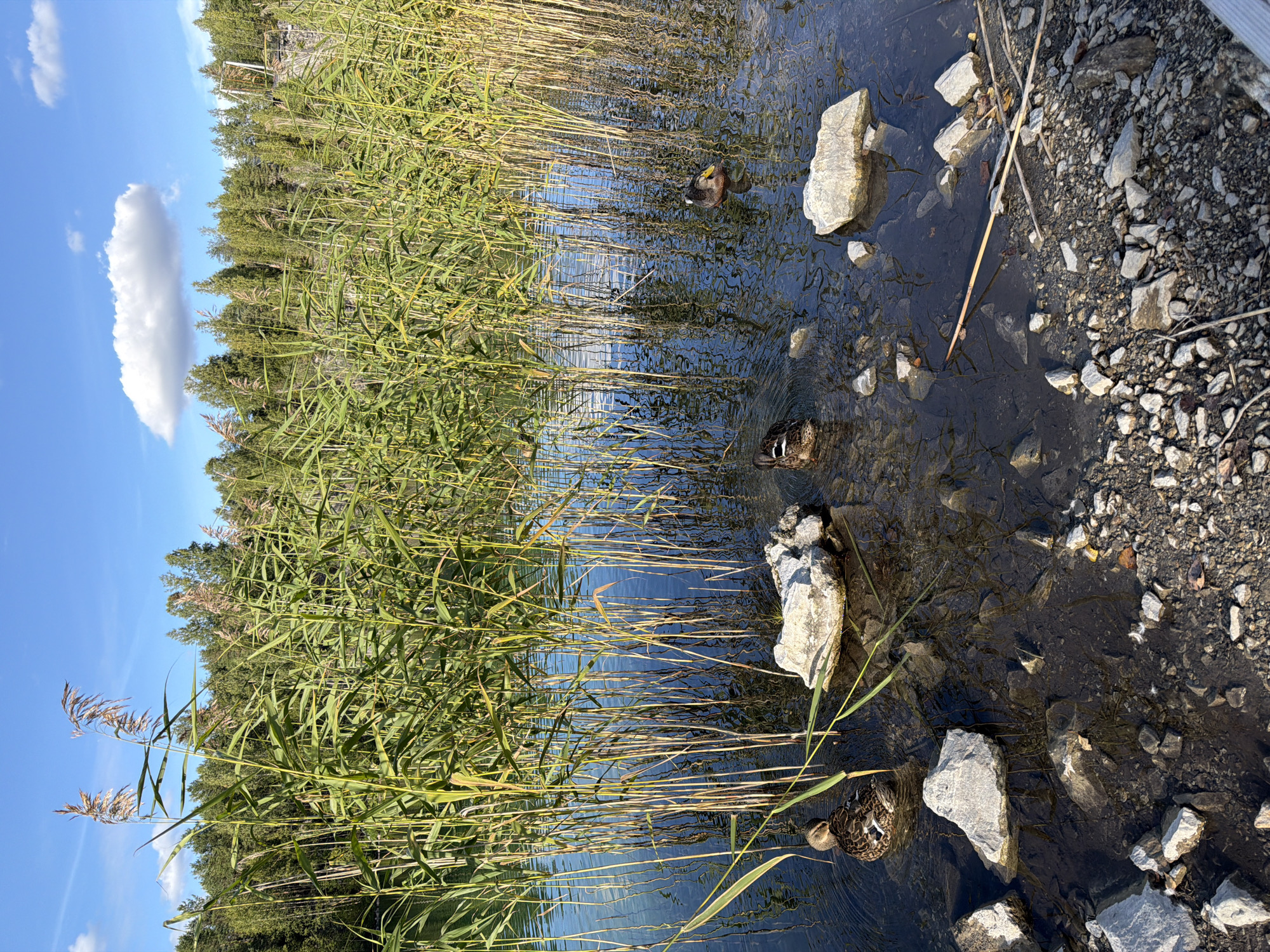 This image depicts a tranquil scene at the edge of a body of water, likely a lake or pond, bordered by tall reeds under a clear blue sky with a few white clouds. In the foreground, the shore is covered with small stones and pebbles. The water is clear, revealing submerged rocks and the reflections of the reeds. Three ducks are visible in the water. One duck is facing away from the camera, with its head down as if feeding. Another duck is swimming near the center, and a third duck is further to the right, also swimming. The reeds are lush and green, with some appearing to have dried seed heads. Beyond the reeds, a dense forest of green trees can be seen, suggesting a natural or semi-natural setting. The overall impression is one of peaceful coexistence between wildlife and the natural environment. The scene is outdoors and appears to be during daylight hours, possibly late afternoon given the warm lighting.