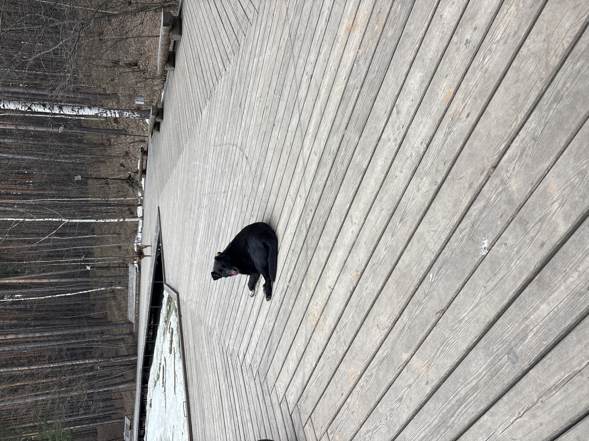 A black dog lies on a weathered wooden platform. A forest stretches to the left of the platform. The image was taken at the observation deck near the source of the Kamyshly River in Neftekamsk, Russia.