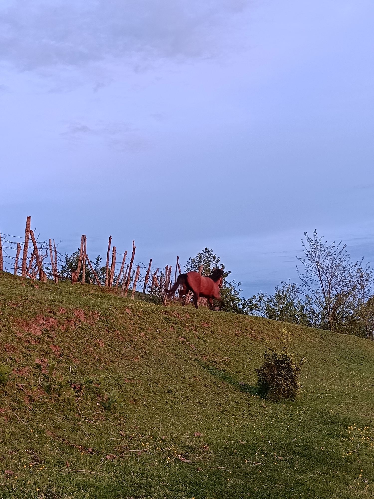 The image depicts a horse on a grassy hillside beneath a twilight sky. A rudimentary wooden fence with sparse wire runs along the top of the hill. Shrubs and a small tree grow beside the fence. The location is possibly Yuada-Gulrypsh, Abkhazia, based on the prompt.