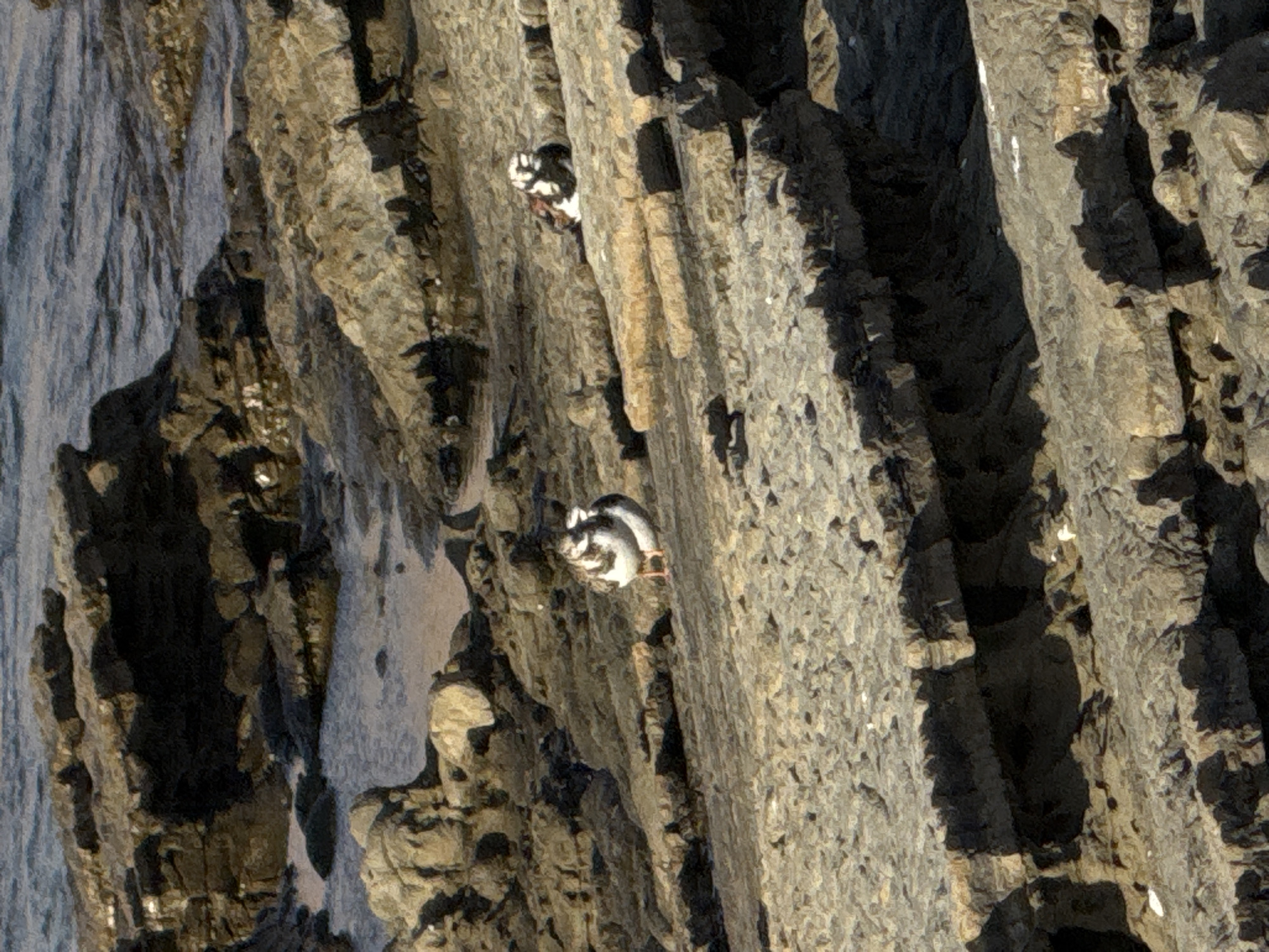 A close-up, tilted shot shows a rocky cliff face, possibly a coastal formation, with patches of water on the left side. Two birds are perched on the cliff: one towards the upper center and another closer to the center. The cliff face is layered, with varying textures and colors ranging from light grey to darker shades. The birds are relatively small and appear to be seabirds, blending somewhat with the rocky environment.