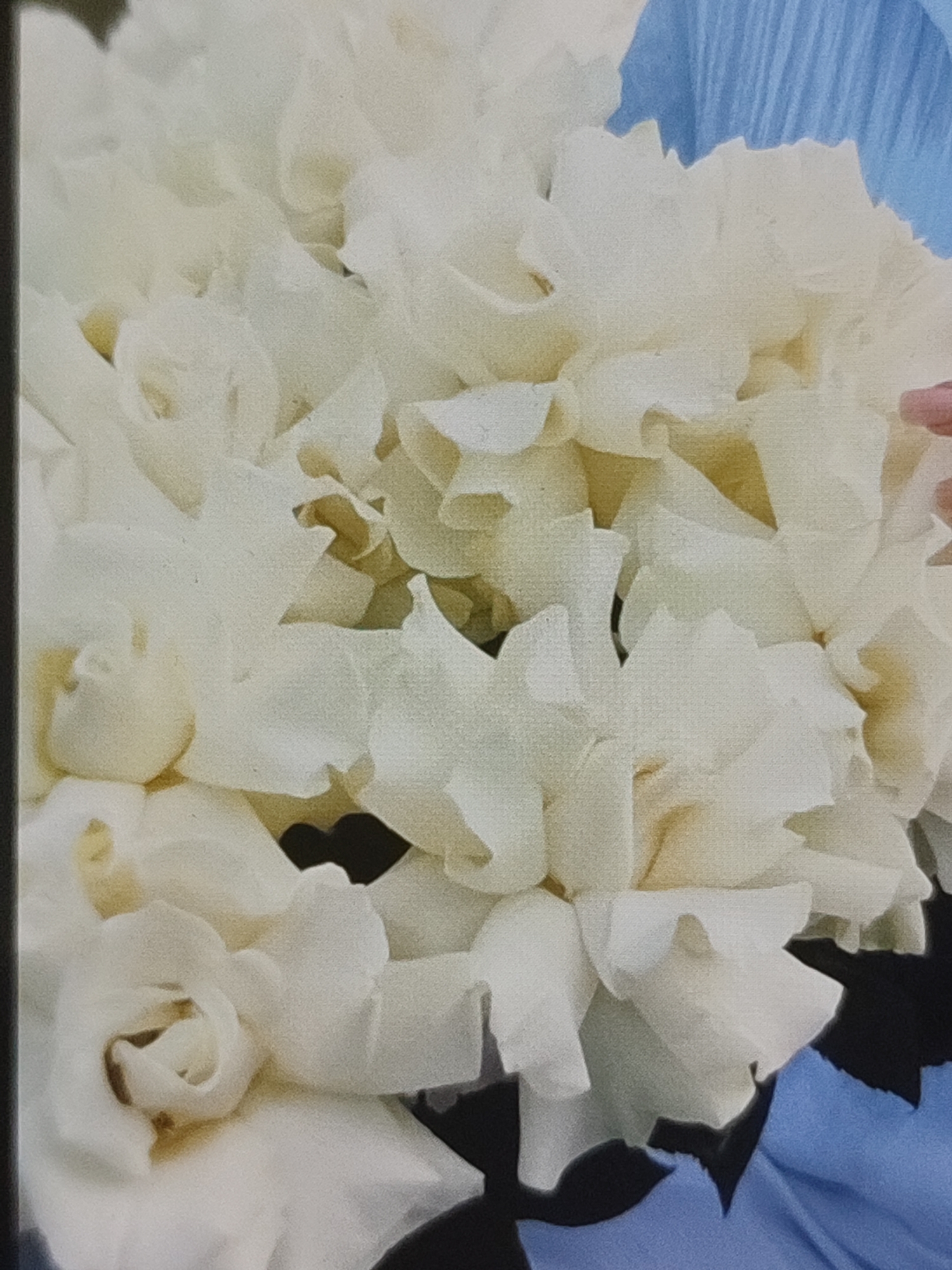 This image is a close-up photograph of a bouquet of creamy white flowers, possibly roses or hydrangeas, with some delicate pink petals visible on the right side. The flowers are densely packed, with many ruffled petals. In the background, there are areas of soft blue fabric, likely part of the bouquet's wrapping or decoration. The lighting is soft, highlighting the textures and curves of the petals. There is no discernible connection to Kungur, Russia, as the image is a still life and lacks any contextual or geographical indicators.