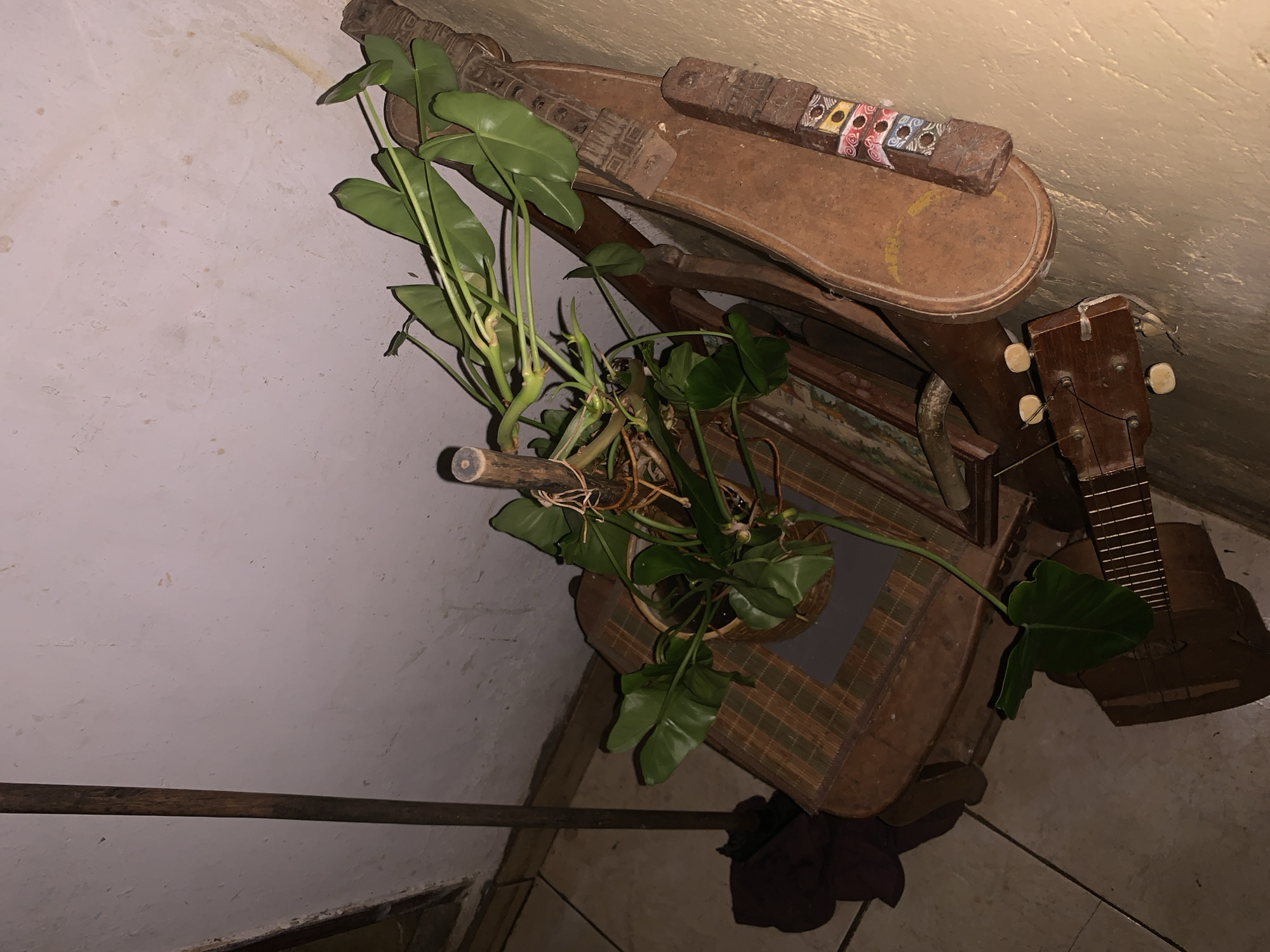 The image presents a dimly lit indoor scene, captured from an overhead perspective, showcasing a collection of rustic objects in what appears to be a corner of a room. The overall ambiance is muted, dominated by earthy tones of wood and green from the plant, set against a light-colored, textured wall and tiled floor.
At the center, a healthy, leafy green plant, possibly a Philodendron, thrives in a brown pot, supported by a simple wooden stake. This plant rests on a small, wooden stool or table featuring a woven or checkered pattern on its surface. Beneath this, another dark wooden furniture piece is partially visible.
To the right, a wooden ukulele or small guitar is seen, with its headstock and tuning pegs prominent, resting on the floor or a low surface. Above the plant, on a higher wooden shelf or table, lies an elongated, intricately carved wooden object. This piece displays decorative patterns and a distinct section with small, rectangular blocks in colors like red, white, blue, and green, each with circular cutouts. This item could be a decorative piece or part of a traditional stringed instrument.
The wall on the left side of the frame is a textured, off-white or light beige, exhibiting some faint discolored patches. The floor below consists of light-toned tiles. A long, dark wooden pole or stick extends horizontally across the lower-left portion of the frame, near the floor. A dark piece of folded cloth is also visible on the floor in the bottom-right corner.
The dim lighting suggests the photo was taken during the evening or night, or in an interior space with limited illumination. There is no human activity depicted. No discernible text is visible on any of the objects. The scene evokes a quiet, lived-in domestic space, potentially located in Santa Ana, Venezuela, reflecting a blend of natural elements and traditional or handmade items.