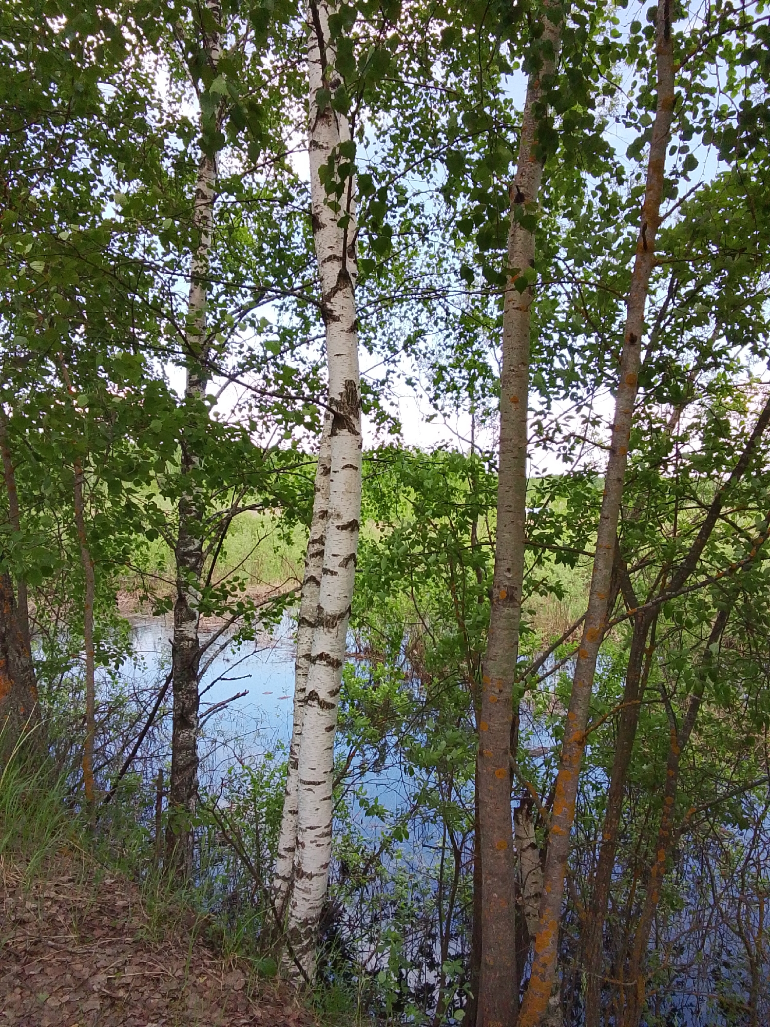 The image shows a view through a grove of trees, primarily birch trees with their distinctive white bark, towards a body of water. The leaves are lush and green, suggesting a summer setting. The ground in the foreground is covered with dry leaves and some green vegetation. The trees obscure much of the water, but it appears to be a calm, possibly reflective surface. The location appears to be outdoors, in a wooded area near a lake or pond. The city is Unknown, Unknown.