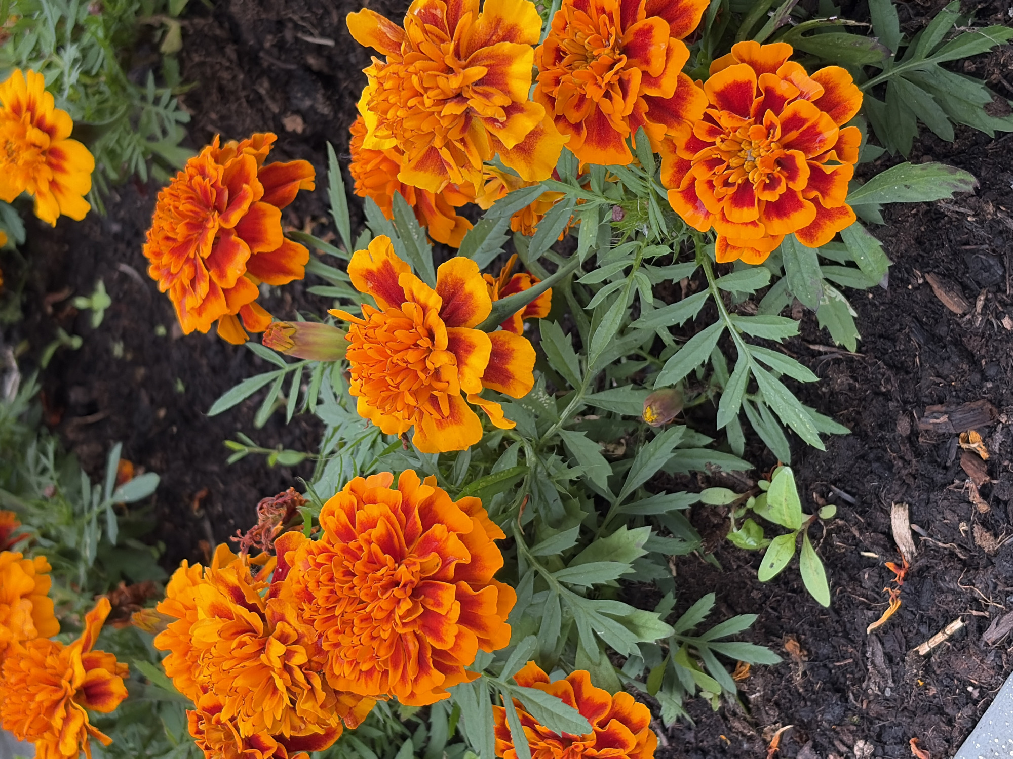 The image shows a close-up view of several orange and red marigold flowers in bloom. The flowers are arranged in a garden bed with dark soil and green foliage. Some fallen petals and dried leaves are visible on the ground. There are no people or animals present in the image. The scene is likely a flower bed in a park or garden. Without additional information, it is impossible to determine the exact location in Saint Petersburg, Russia.