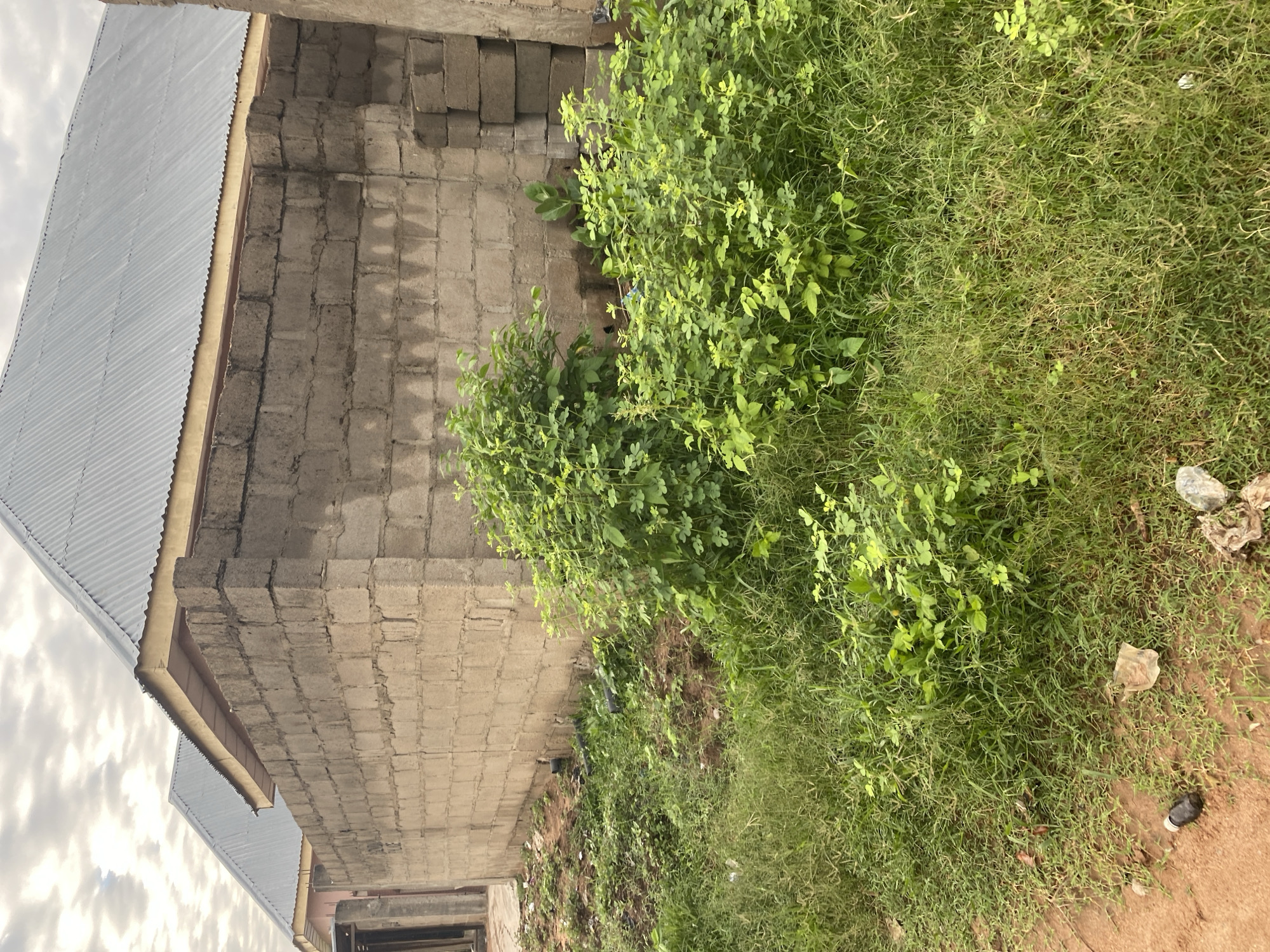 The image shows a partially constructed building with cinder block walls and a corrugated metal roof, situated in Jauro Yinu, Nigeria. The building appears to be a residential structure, possibly a house or a small commercial property. The surrounding area is overgrown with lush green vegetation, including grass and bushes. There are several dark-colored pipes protruding from the base of the building's wall. In the foreground, the ground is a mix of dirt and patchy grass, with some scattered debris such as plastic wrappers and a discarded bottle. The sky is overcast with clouds, suggesting a potentially humid climate. The scene conveys a sense of ongoing development and the natural encroachment of vegetation in a tropical environment.