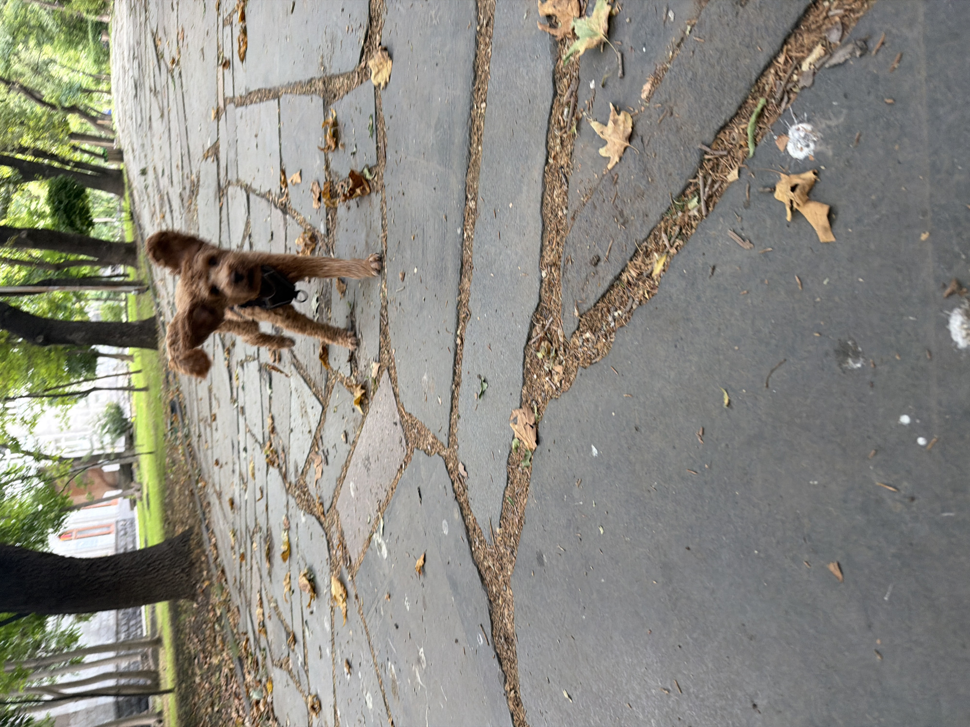 A small, brown dog with floppy ears runs on a flagstone path in a park. The dog is in motion, its front paws extended and ears flying back. Scattered brown leaves and pine needles cover the gaps between the flagstones. In the background, trees with green foliage line the path, and a building with red trim is visible through the trees. The lighting suggests it is daytime.