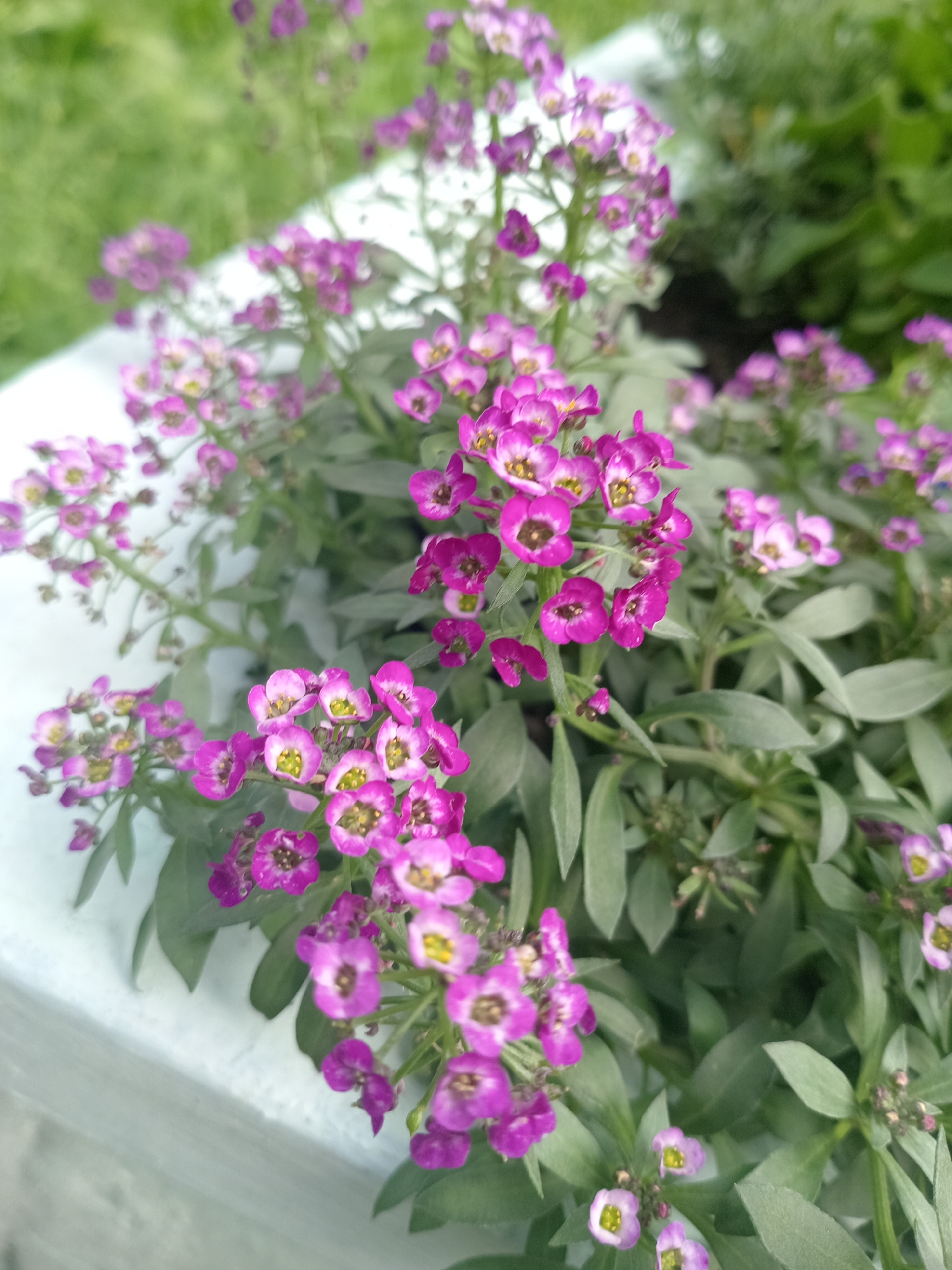 This is a close-up, eye-level, medium shot photograph of a cluster of small, delicate purple flowers with yellow centers, likely Alyssum, growing in a white planter. The flowers are in full bloom, with some petals appearing faded or with darker purple edges. The foliage is a muted green, and some of the leaves appear dusted. The background is blurred, showing a hint of green grass and other greenery, suggesting an outdoor setting. The overall lighting is soft and diffused, indicating it might be an overcast day or the photo was taken in shade. There are no people or animals visible in the image. The scene appears to be a cultivated garden or a decorative planter. It is impossible to determine the specific location in Novokuznetsk, Russia, from the image alone.