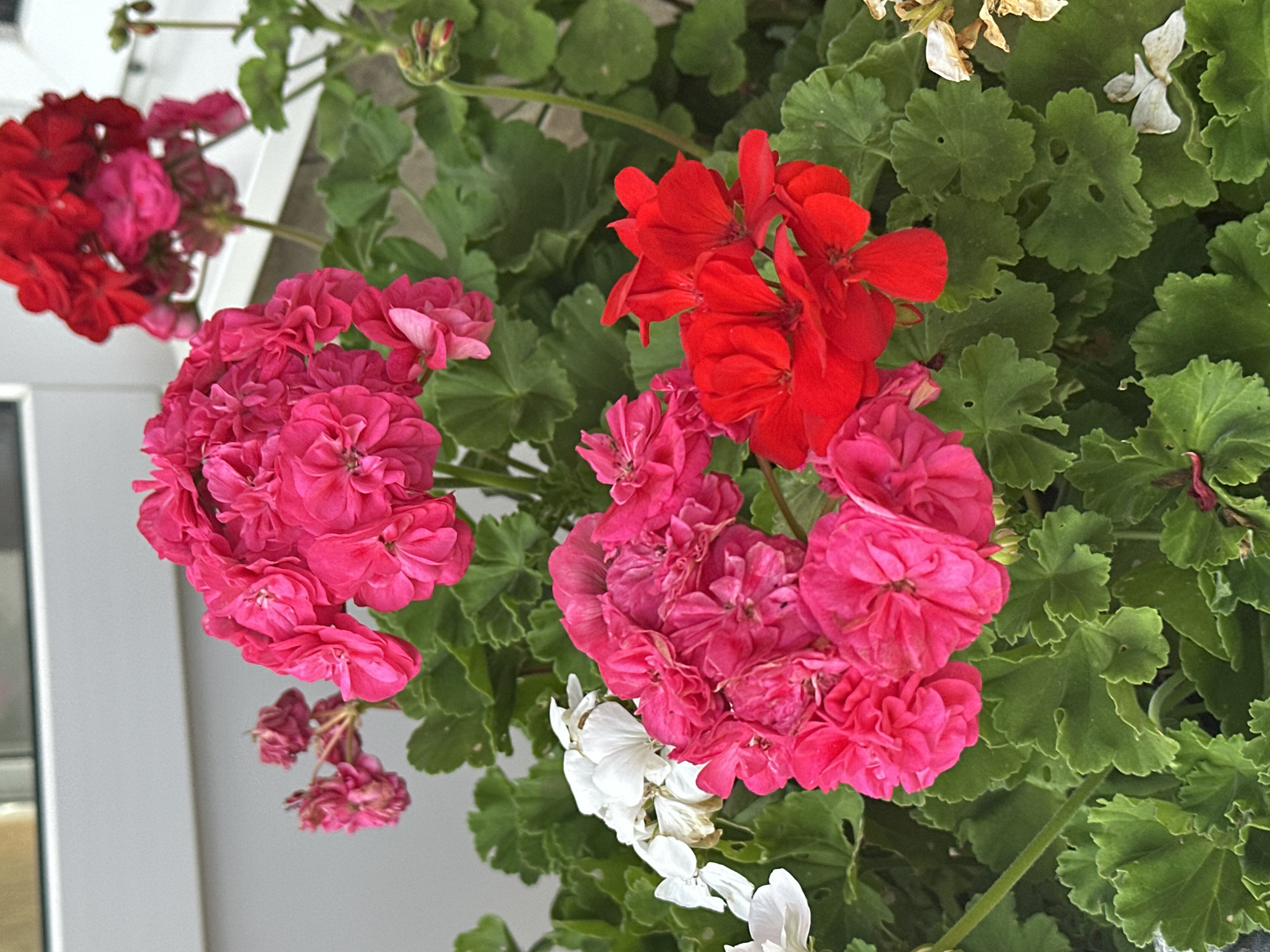 A cluster of brightly colored geraniums, consisting of vivid pink and red blossoms with green foliage, is displayed in a close-up shot. The flowers are in full bloom, with some petals appearing slightly wilted. A few white blossoms are also visible, some of which are dried. The background consists of a blurred white structure, possibly a window frame, and a light-colored wall. The scene is outdoors and appears to be in a well-lit environment, suggesting it might be a sunny day. The composition is tightly framed, focusing on the intricate details of the flowers and their leaves. The image does not contain any people, actions, or interactions. The specific location in the city of Krasnaya Polyana, Russia, is not discernible from the visual information alone.