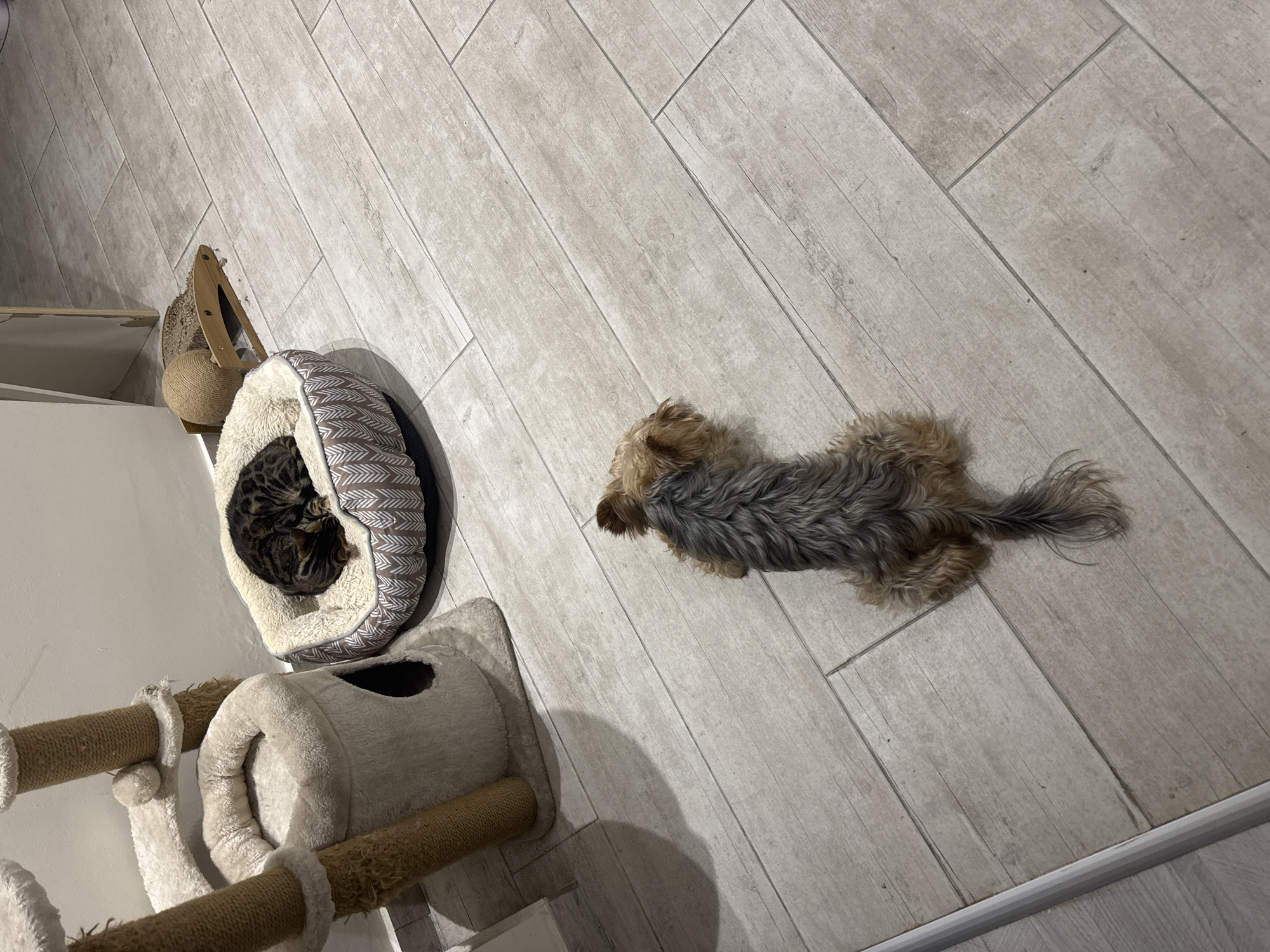 In the Agios Tychona Community, Cyprus, a domestic scene unfolds on a light-colored, wood-plank tiled floor. The image features two pets: a small dog, likely a Yorkshire Terrier, lying on its stomach facing away from the camera, its tail curled. To the left, a multi-level cat tree with beige carpeting and sisal rope posts stands prominently. Adjacent to the cat tree, a cat, appearing to be a Bengal or similar breed with distinctive dark spots and stripes, is curled up asleep in a plush, patterned pet bed. In the background, a wooden cat scratcher with a coiled rope toy is visible. The overall environment suggests an indoor domestic setting.