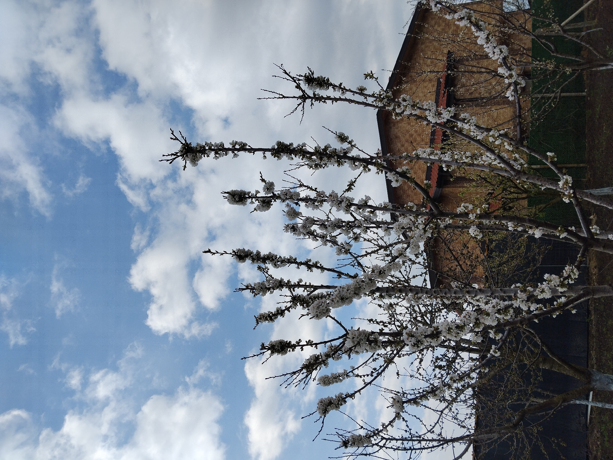 The image depicts blossoming tree branches against a cloudy, blue sky. A corner of a building with a tan, textured facade is visible behind the tree. The location is Stoil Voivoda, Bulgaria.