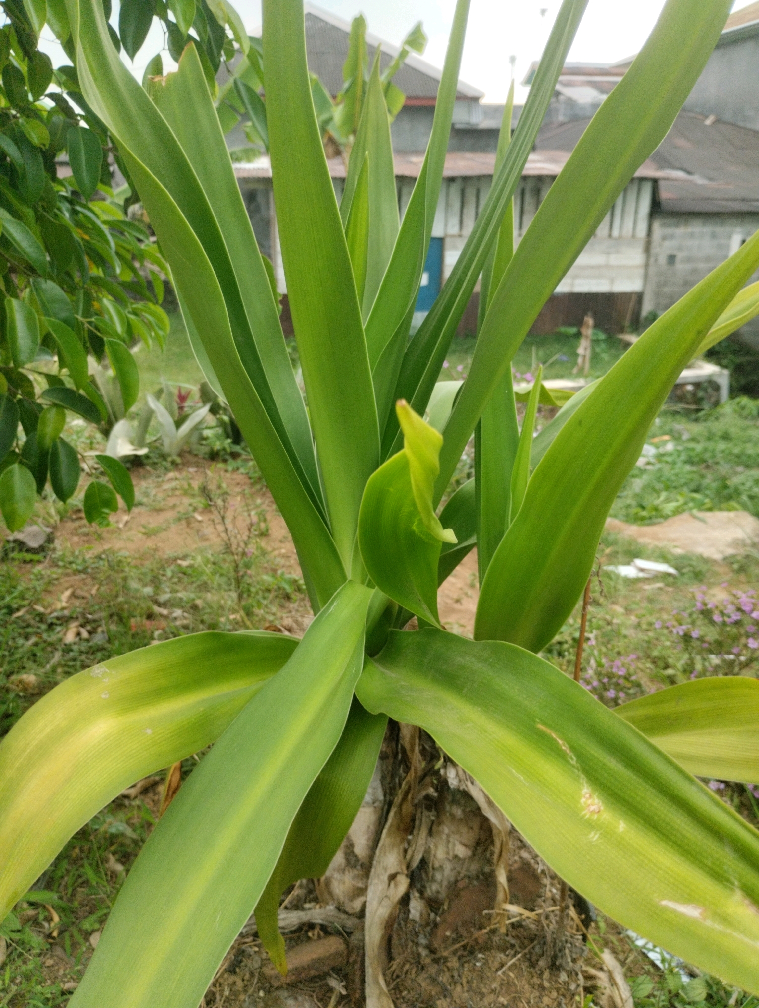 A medium-shot, eye-level photograph captures a plant with broad, green, upward-reaching leaves in what appears to be a yard in Jambangan, Indonesia. The plant's trunk is visible at the base, showing brown, fibrous material. In the background, blurred structures of houses with tile roofs can be seen, along with some greenery and dry earth. The lighting suggests it is daytime.