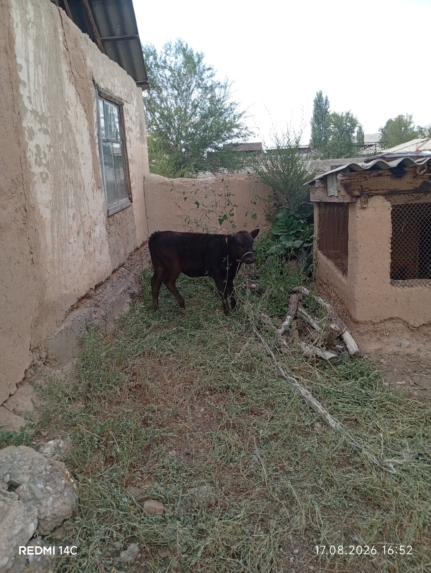 A dark-colored calf stands in a grassy yard next to a building. The calf is facing left and appears to be a young bovine. The building has a rough, textured wall and a small window. There is a small, rustic structure with wire mesh in the background. The yard is overgrown with grass and has some scattered branches. The overall scene suggests a rural or semi-rural setting. The image was taken in Baetov, Kyrgyzstan.