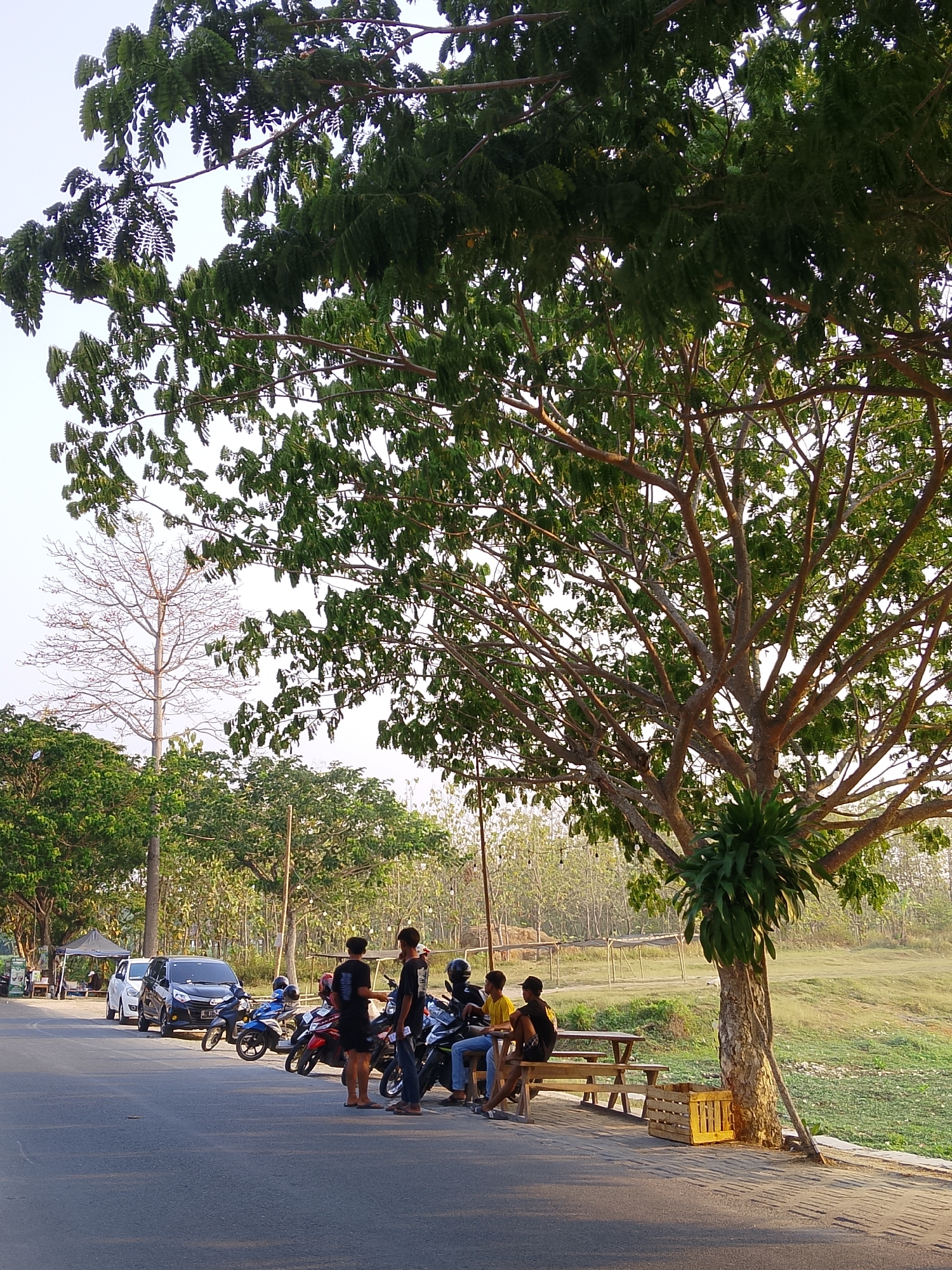 The image captures a street scene in Ngadrin, Indonesia, with a focus on a large tree and several people gathered under it. The tree, with its expansive branches and lush green foliage, dominates the foreground and midground, casting shadows on the paved road and a sandy area beside it. Beneath the tree, a wooden picnic table and benches are set up, where five young men are seated and standing, some engaged in conversation, others looking towards the road. One man stands with his back to the camera, wearing a black t-shirt and shorts, while another, in a black t-shirt and jeans, faces the group. Two men in yellow and black shirts are seated on the bench, and another man in a blue shirt and black shorts is also seated.
Parked along the side of the road are several motorcycles and a black SUV, suggesting this is a common gathering spot or a place where people stop. In the background, a dry, leafless tree stands starkly against the sky, surrounded by other green trees and vegetation. The lighting suggests it is either early morning or late afternoon, with the sun casting long shadows and creating a warm glow on the landscape. The overall atmosphere is relaxed and casual, indicative of a community gathering or a break from travel. The environment appears to be a rural or semi-rural area, given the natural elements and the open space visible beyond the road.