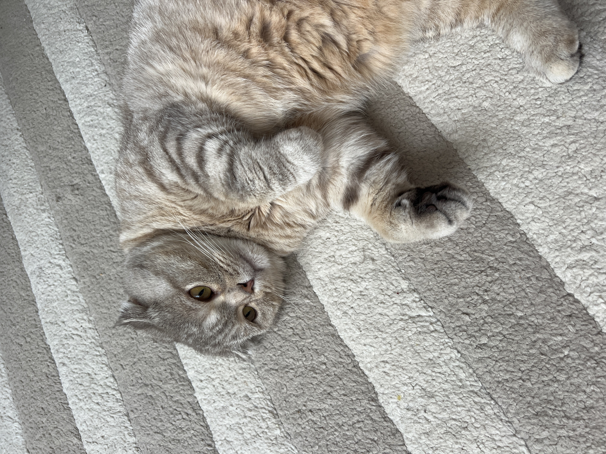 A cream, tan, and grey tabby cat, identified by its folded ears as consistent with a Scottish Fold breed, is depicted lying on its left side on a striped carpet. The cat's body is slightly curled, with its head turned towards the viewer. Its yellow-green eyes are open, and a pink nose is visible. The immediate environment consists of a textured carpet featuring alternating horizontal stripes of light grey and off-white. This scene is located in the city of Chaikovsky, Russia.