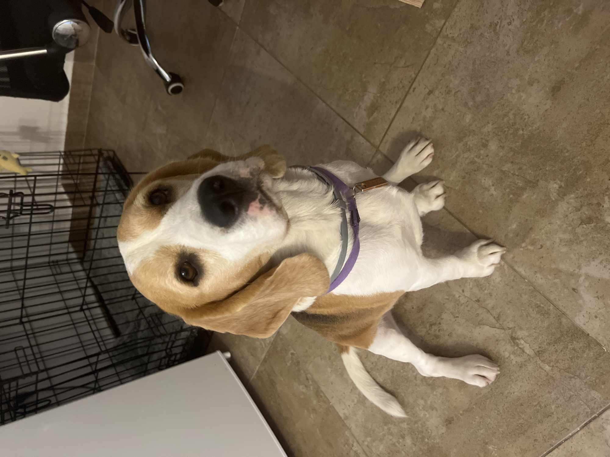 A beagle dog is lying on a tile floor. The dog has a white head with tan ears and brown and tan markings on its body. The dog is wearing a purple and gray collar. A metal cage and an office chair are in the background. The image does not provide enough information to determine the location in Budva, Montenegro.