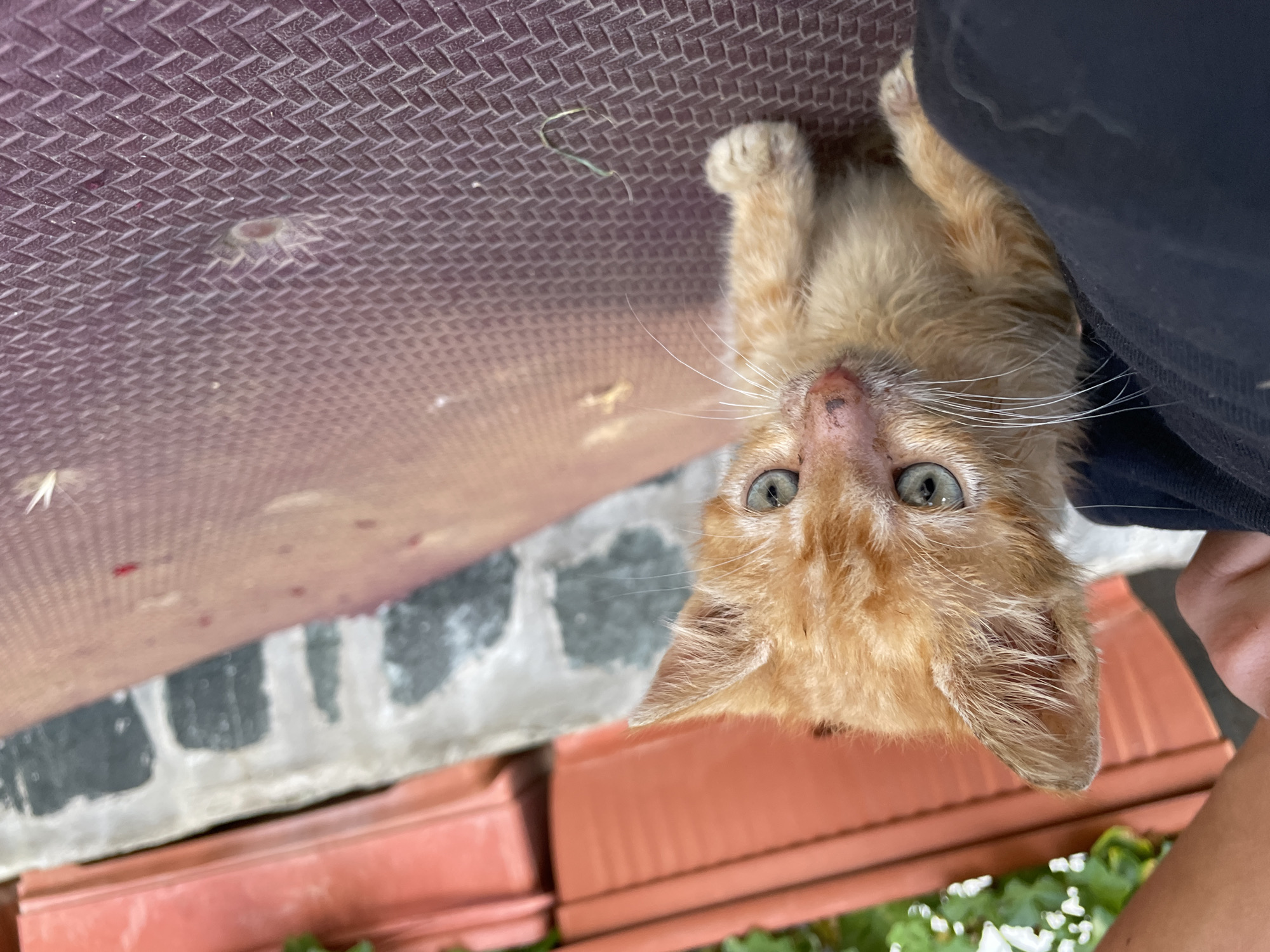 A small, ginger kitten with blue eyes and a pink nose sits on a textured, burgundy surface. The kitten is positioned to the left of the frame, with its body angled slightly towards the viewer. Its front paws are visible, and it appears to be resting. To the left of the kitten, a person's dark clothing and a hand are partially visible. In the background, there are terra cotta planters with green foliage, and a stone wall with a textured surface. The scene appears to be outdoors, possibly in a garden or courtyard. The overall lighting suggests daytime.