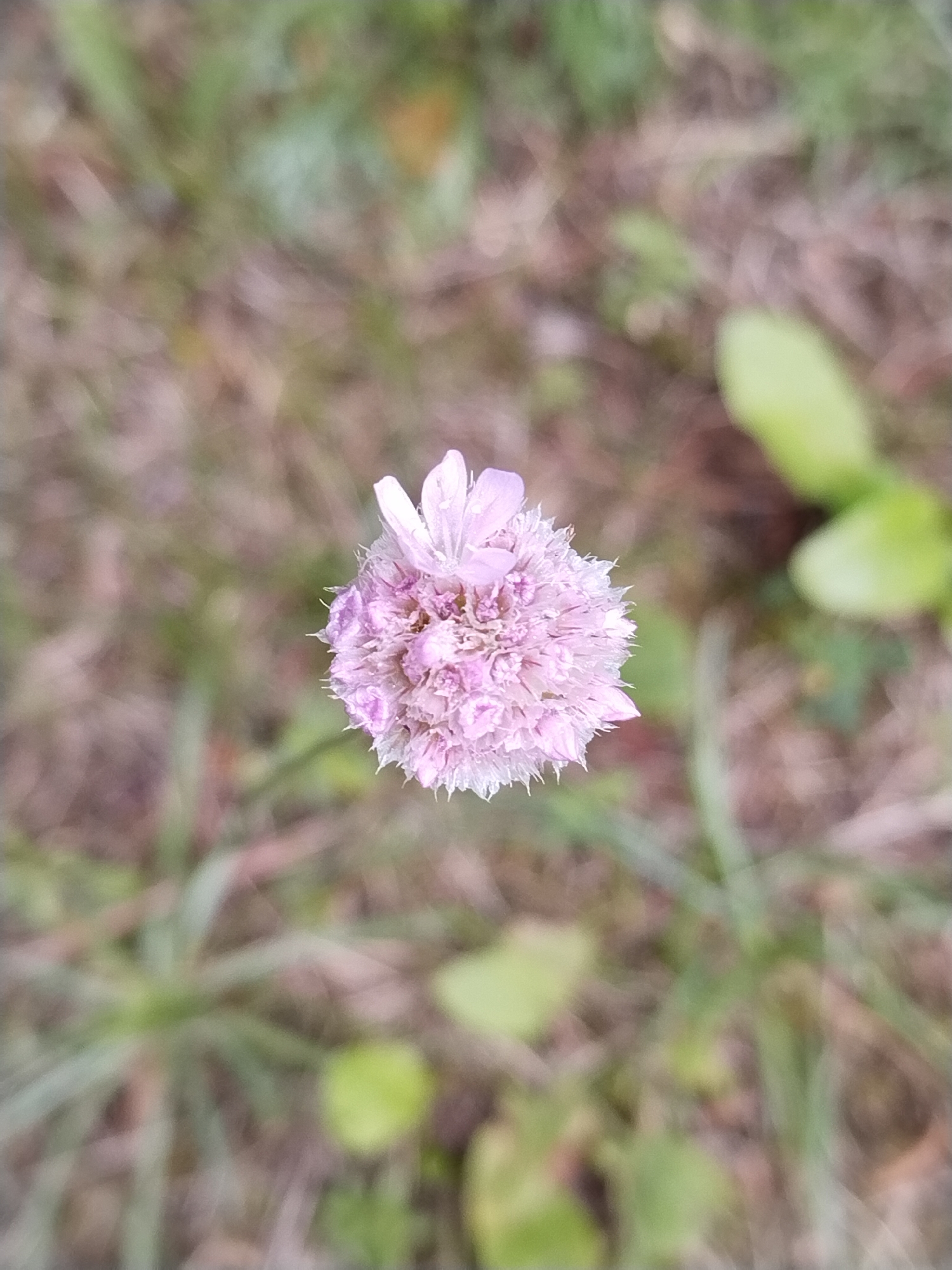 A close-up, overhead shot captures a small, spherical cluster of pale pink flowers with a slightly fuzzy texture and delicate, pointed petals. The flower is the central focus, positioned in the middle of the frame. The background is a soft blur of green and brown, suggesting a natural outdoor setting like a field or meadow. Hints of other green foliage are visible. The lighting is soft and diffused, creating a gentle and natural atmosphere. The location is specified as Гожскі сельскі Савет, Belarus.