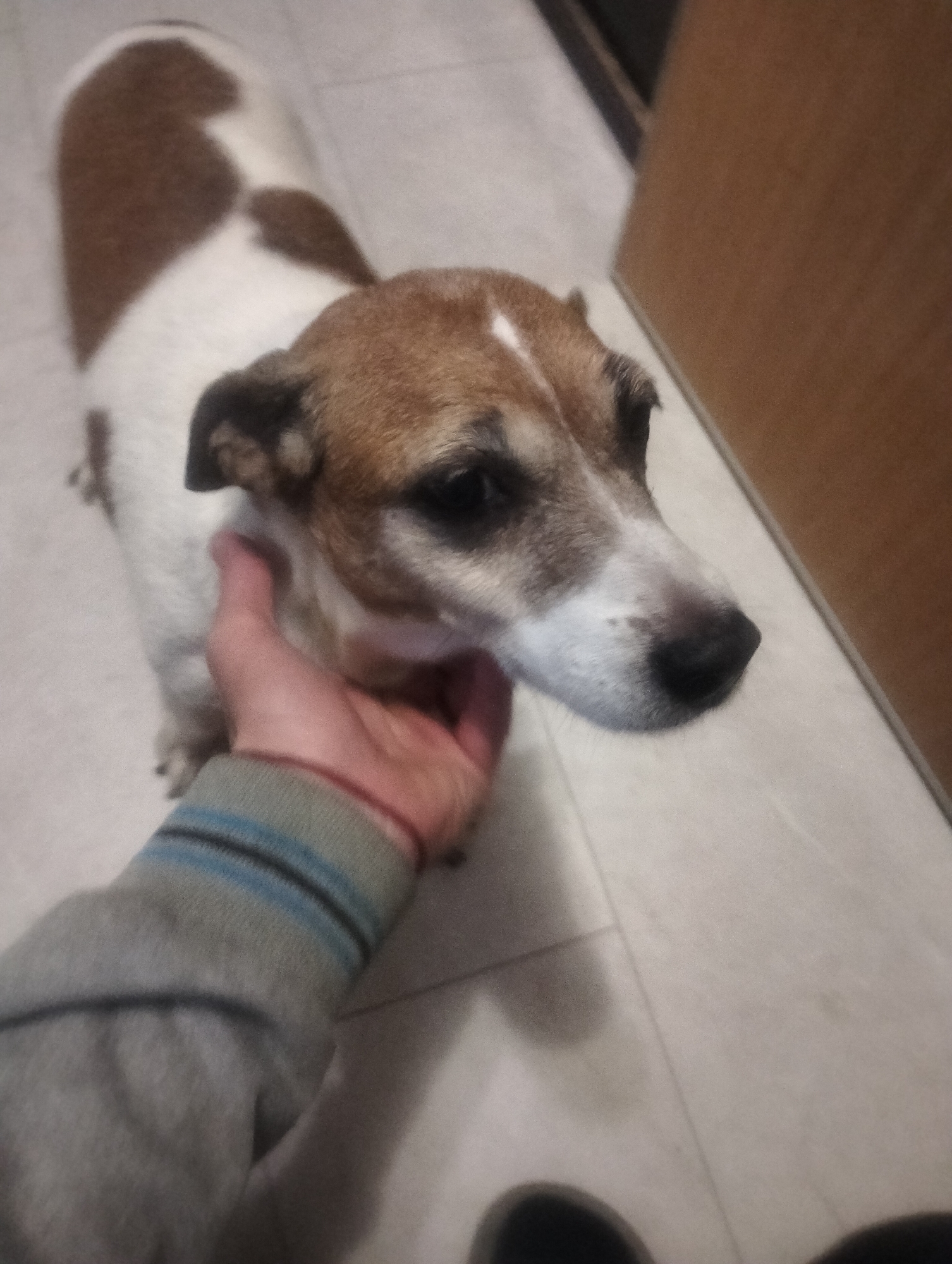 A brown and white Jack Russell Terrier dog is being petted by a person's hand. The dog is looking to the right, with its head tilted slightly. The person's hand is resting on the dog's neck. The dog has brown patches on its head and back, and white fur on its chest and legs. The person is wearing a grey sweater with blue stripes on the cuff. The background is a blurry indoor setting, with a wooden door on the right and a tiled floor. The image is taken from a high angle, looking down at the dog. The scene takes place in a home in Zuyzino, Russia.