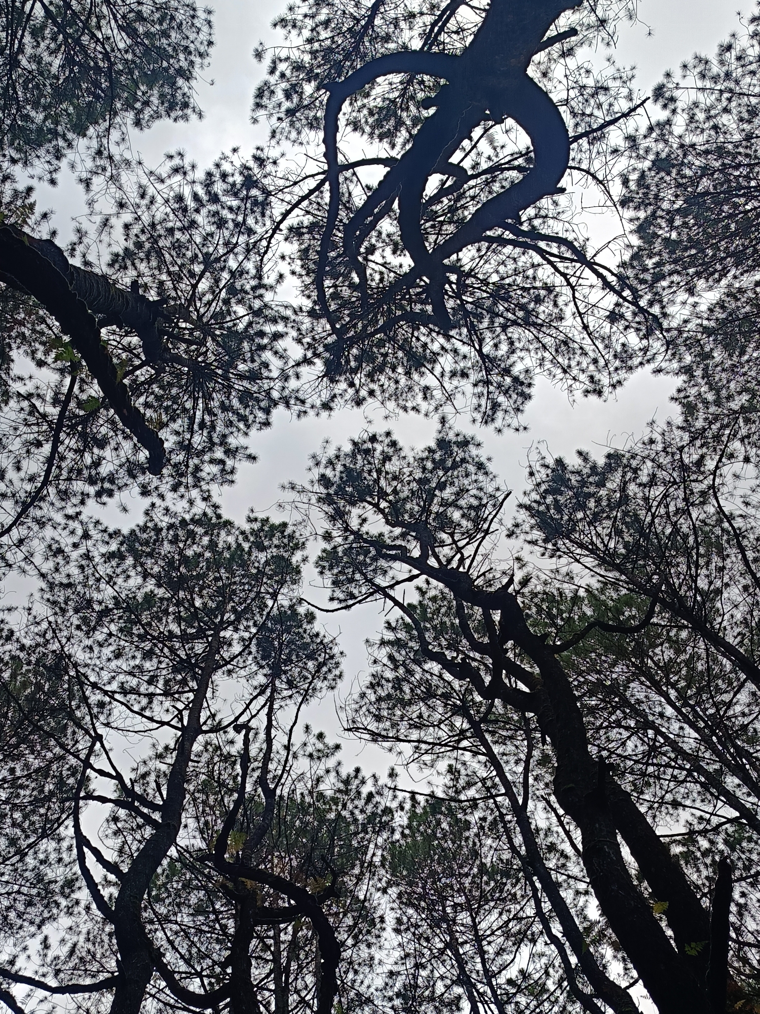 The photograph is an upward-facing shot of pine trees in Kintamani, Indonesia, against a cloudy sky. The trees are silhouetted, with their dark branches and needles creating a dense canopy. The central tree trunk on the right exhibits a distinctive twisted shape. The overall impression is one of a dense forest, with the overcast sky providing diffused lighting.
