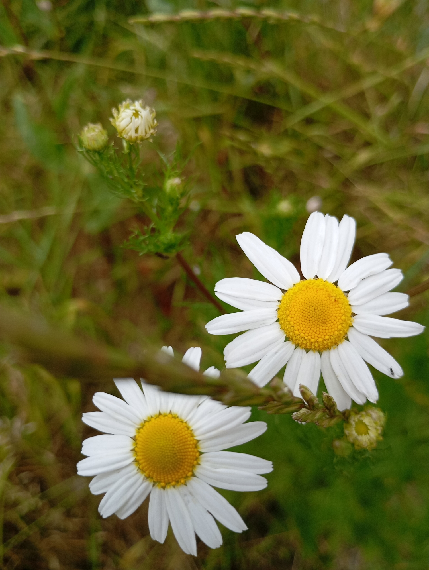 The image is a close-up shot of two white daisies with yellow centers, set against a blurred background of green grass and vegetation. The daisies are the primary subjects, with one prominently displayed in the upper right quadrant and another in the lower left. There are also some small, unopened flower buds visible. The lighting suggests an outdoor, natural setting, likely during daylight hours. The focus is sharp on the flowers, while the surroundings are out of focus, creating a depth-of-field effect. There are no people or animals clearly depicted in the scene, although a very small dark speck, possibly an insect, is visible on a petal of the upper right daisy. The overall impression is one of natural beauty and simplicity. The location of Border Gyumri-Akhuryan, Armenia, is not visually inferable from the image itself.