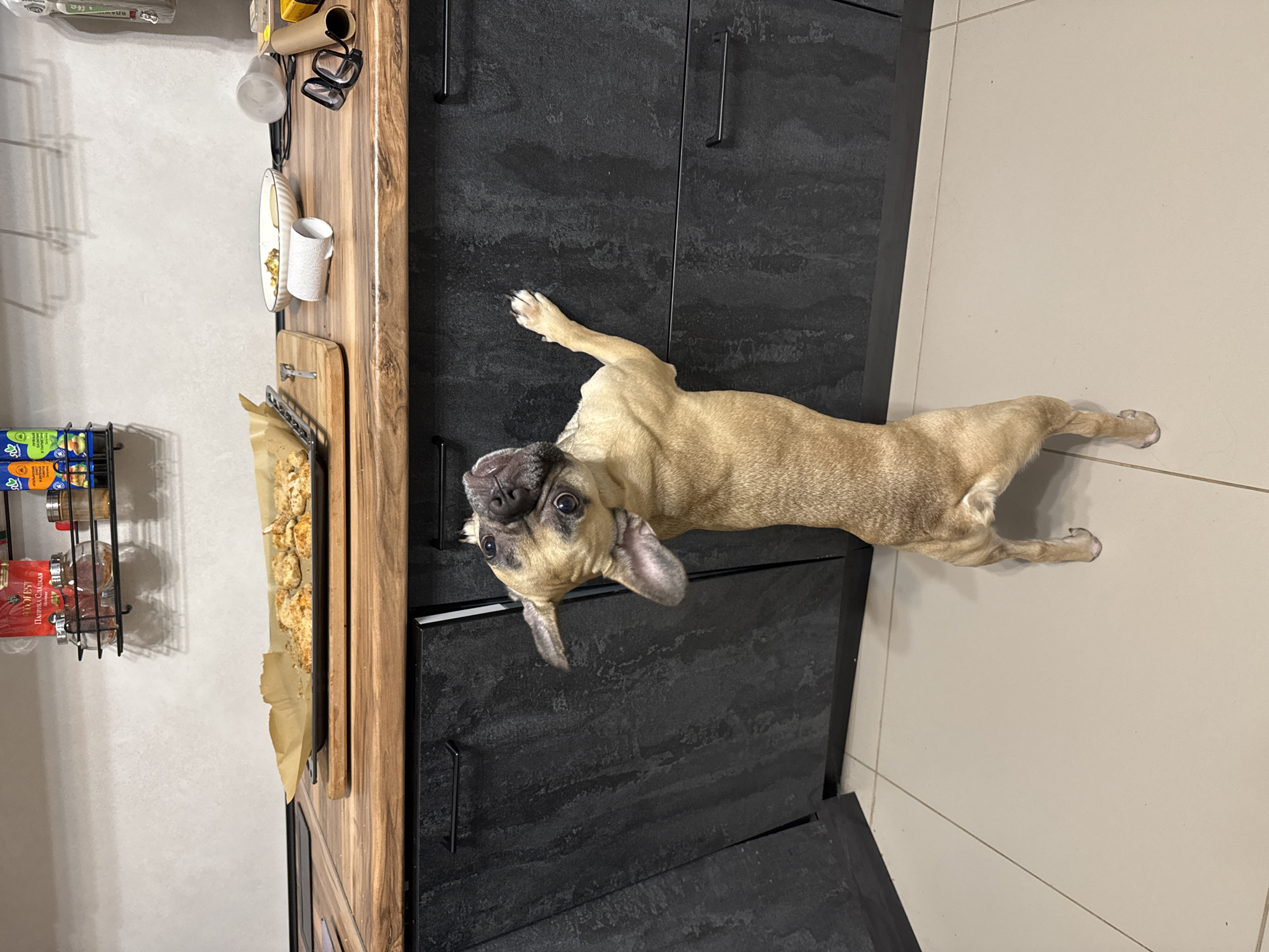 In a kitchen setting in Mikhaylovsk, Russia, a fawn-colored French bulldog is lying on the floor. The dog is positioned with its head facing upwards and slightly to the left, and its body extends horizontally across the frame. Its front paws are extended forward, and its hind legs are bent beneath it. The dog's ears are flopped down, and its eyes are open, looking towards the camera.
The kitchen features dark-colored cabinets with minimalist handles and a wooden countertop that runs along the left side of the frame. On the countertop, there are various items, including a plate, a mug, and a roll of paper towels. To the left of the countertop, a wire rack holds several jars and containers of spices, one of which has red packaging and visible text. The floor is tiled in a light, neutral color. The overall lighting suggests it is daytime. There are no people visible in the image.