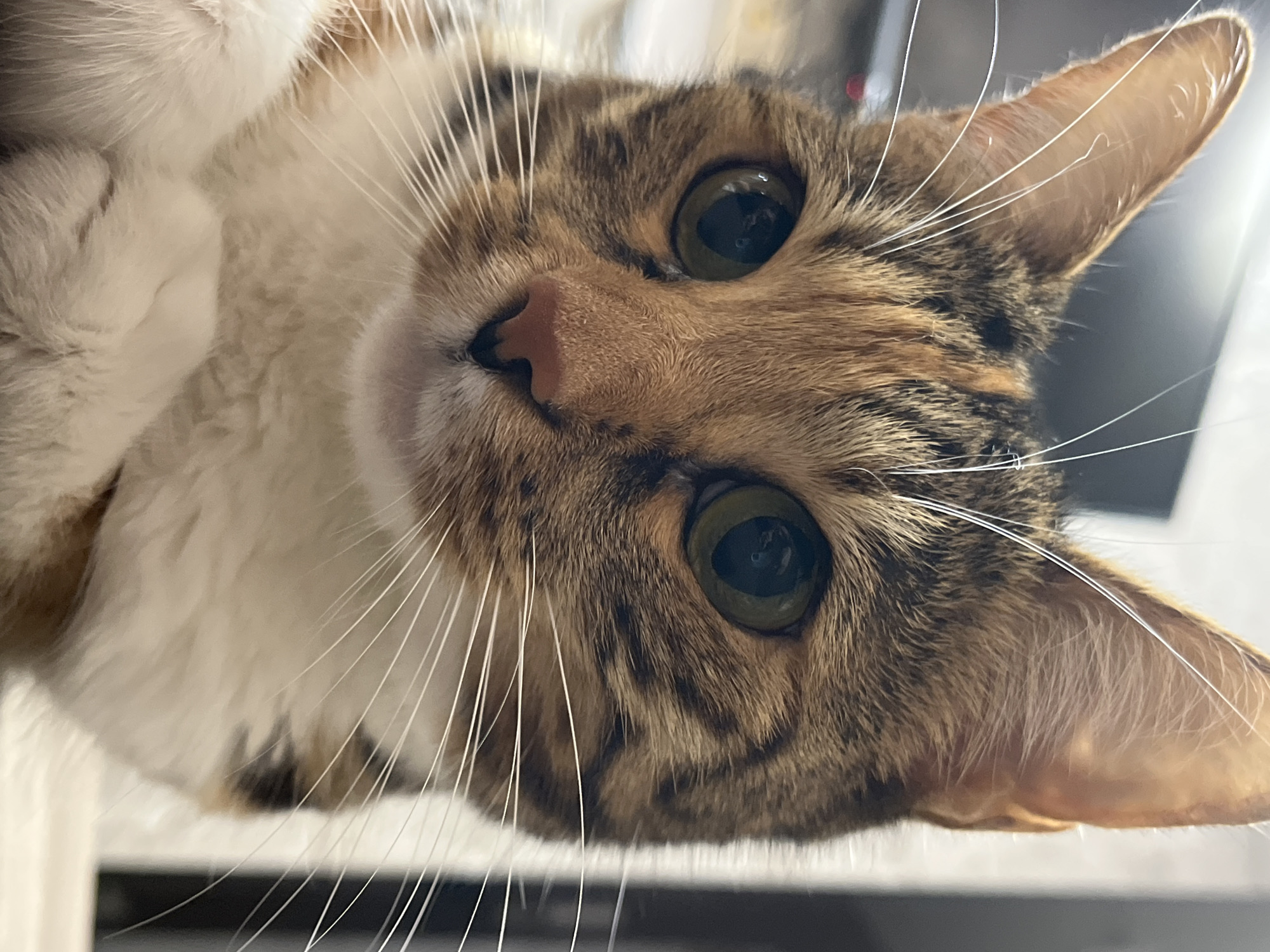 A close-up, head-on shot features the face of a calico cat. The cat's fur is a mix of brown, black, white, and orange tabby markings. Its eyes are a deep green, and its nose is a pinkish-brown. Long, white whiskers fan out from its muzzle. The cat's ears are pointed and tinged with orange. The background is blurred and appears to be an indoor environment, possibly a room. The specific location in Nizhny Novgorod, Russia, cannot be determined from the provided image.