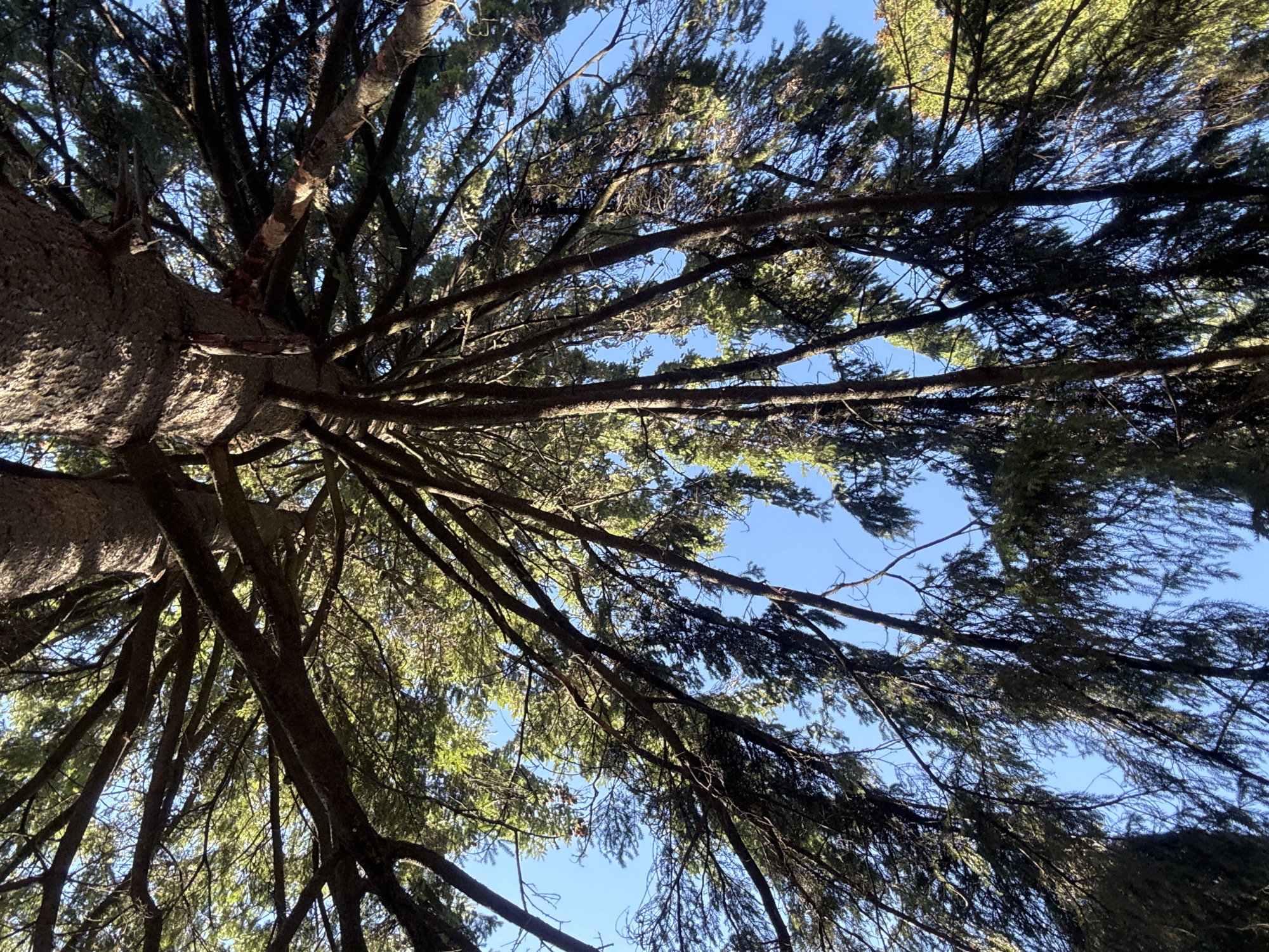 View looking up at a tree with branches and green needles against a clear blue sky. The perspective is from directly beneath the tree trunk. There is no visible evidence to confirm a location in Votkinsk, Russia. No people, subjects, objects, actions or interactions are observed. The environment is a forest area.