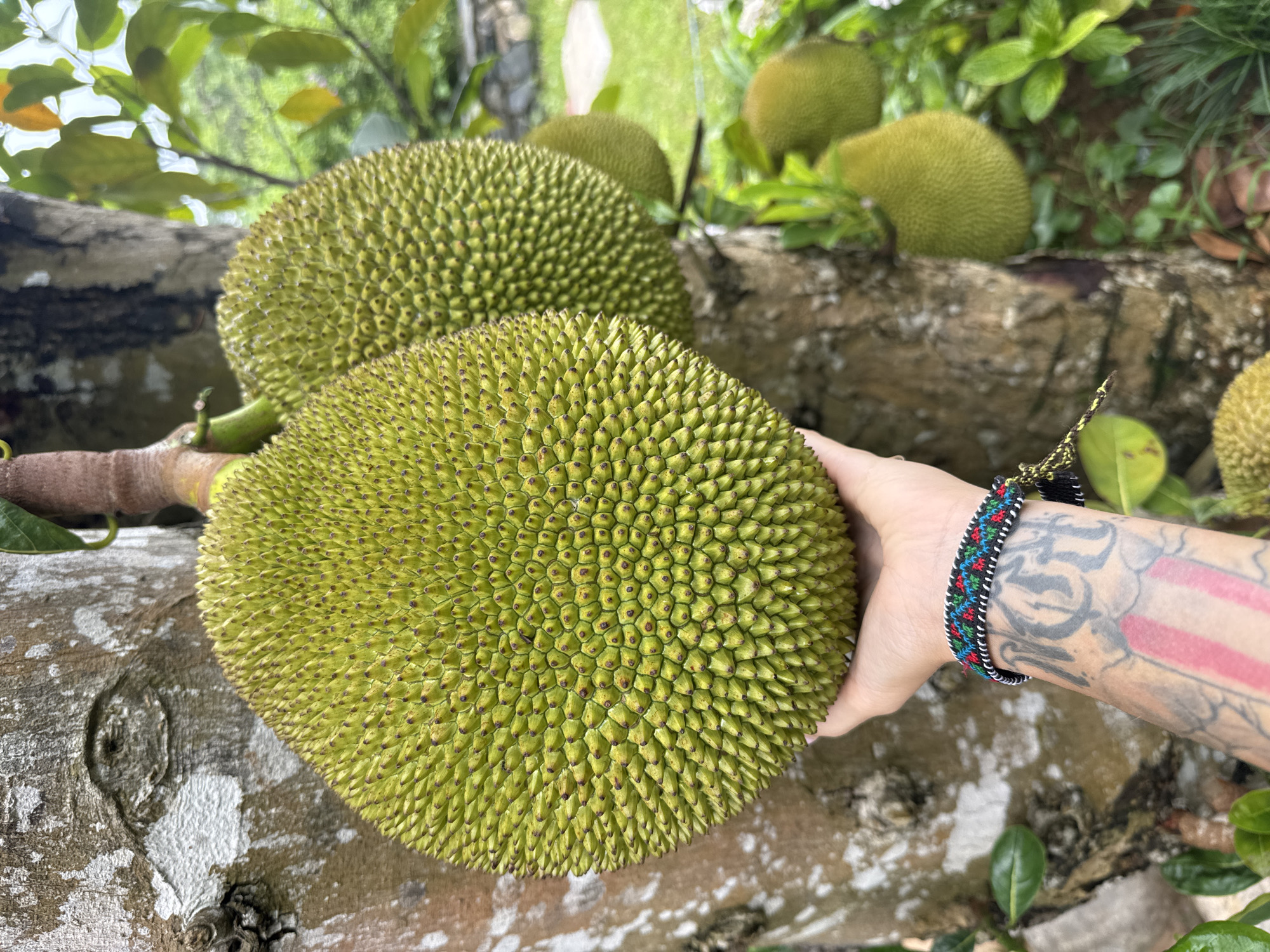 In the city of Moc Chau, Vietnam, a hand with tattoos and a woven bracelet is holding a large, green jackfruit. The jackfruit is covered in spiky protrusions and is attached to a tree trunk. Another jackfruit is visible behind it, also on the tree. The background consists of foliage and greenery, suggesting an outdoor, tropical environment. The scene captures a close-up view of the fruit and the hand, with the tree and surrounding vegetation providing context.