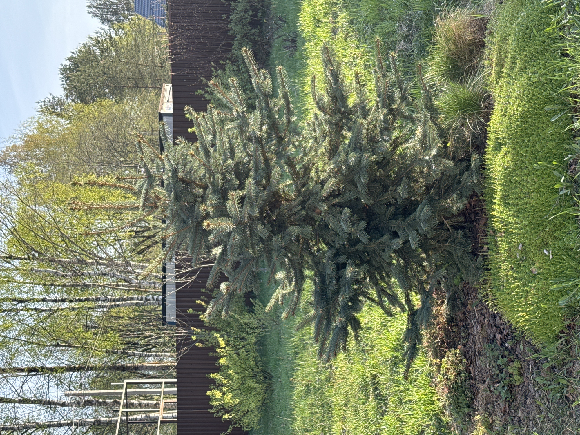 A medium shot, taken in Steklyannyi, Russia, depicts a bushy, blue-green coniferous tree in a grassy yard. Behind the tree is a brown fence and a variety of other trees and foliage. The ground around the tree is covered with grass, some low-lying green vegetation, and dead leaves. To the left of the fence are birch trees.